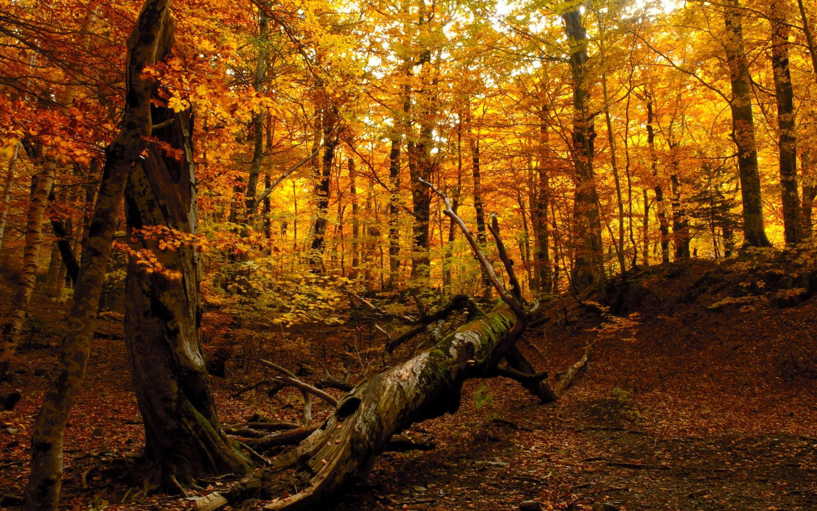 Téléchargez gratuitement l'image Forêt, Terre/nature sur le bureau de votre PC