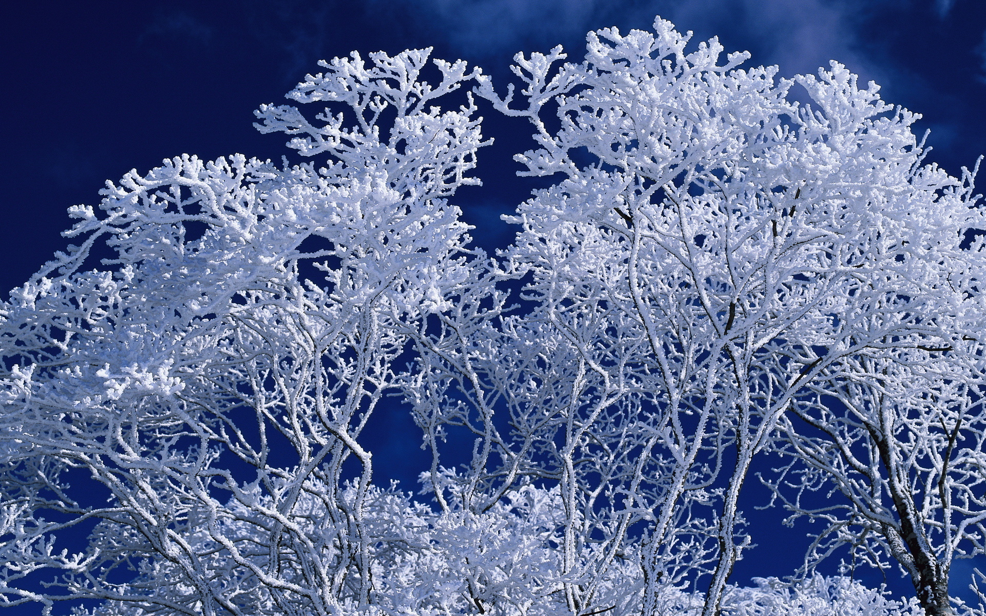 Laden Sie das Bäume, Landschaft, Winter-Bild kostenlos auf Ihren PC-Desktop herunter