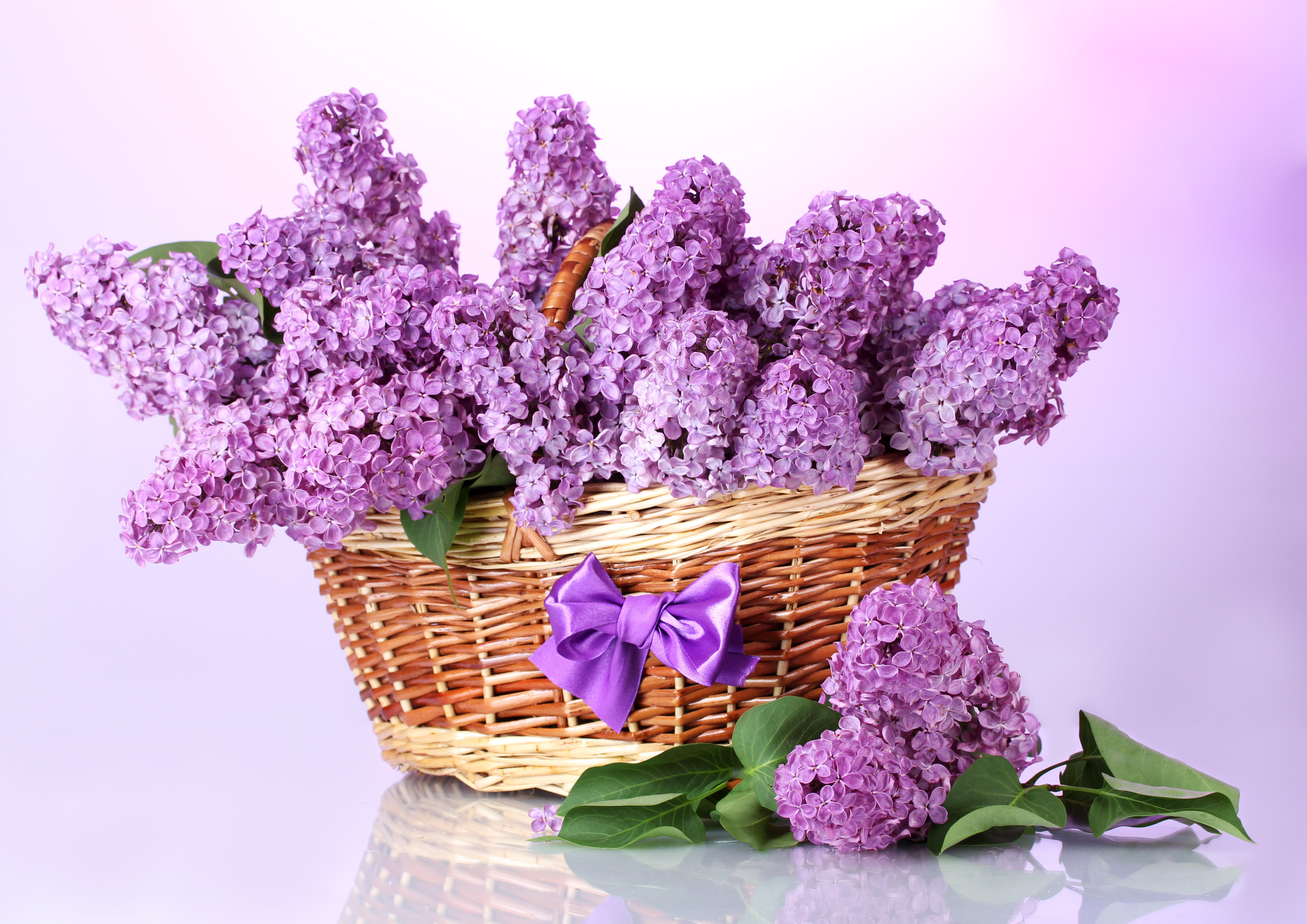 Free download wallpaper Lilac, Still Life, Photography on your PC desktop