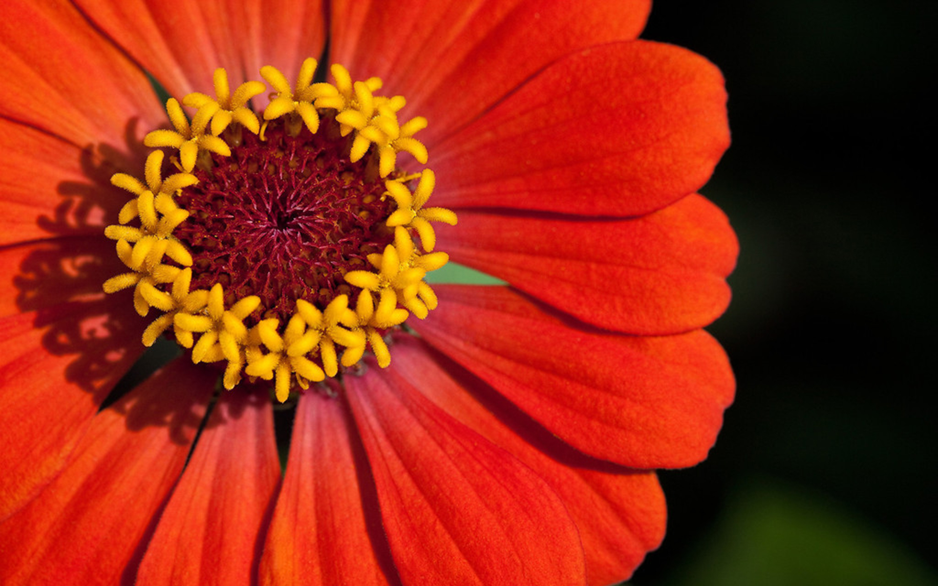 Laden Sie das Blumen, Blume, Erde/natur-Bild kostenlos auf Ihren PC-Desktop herunter