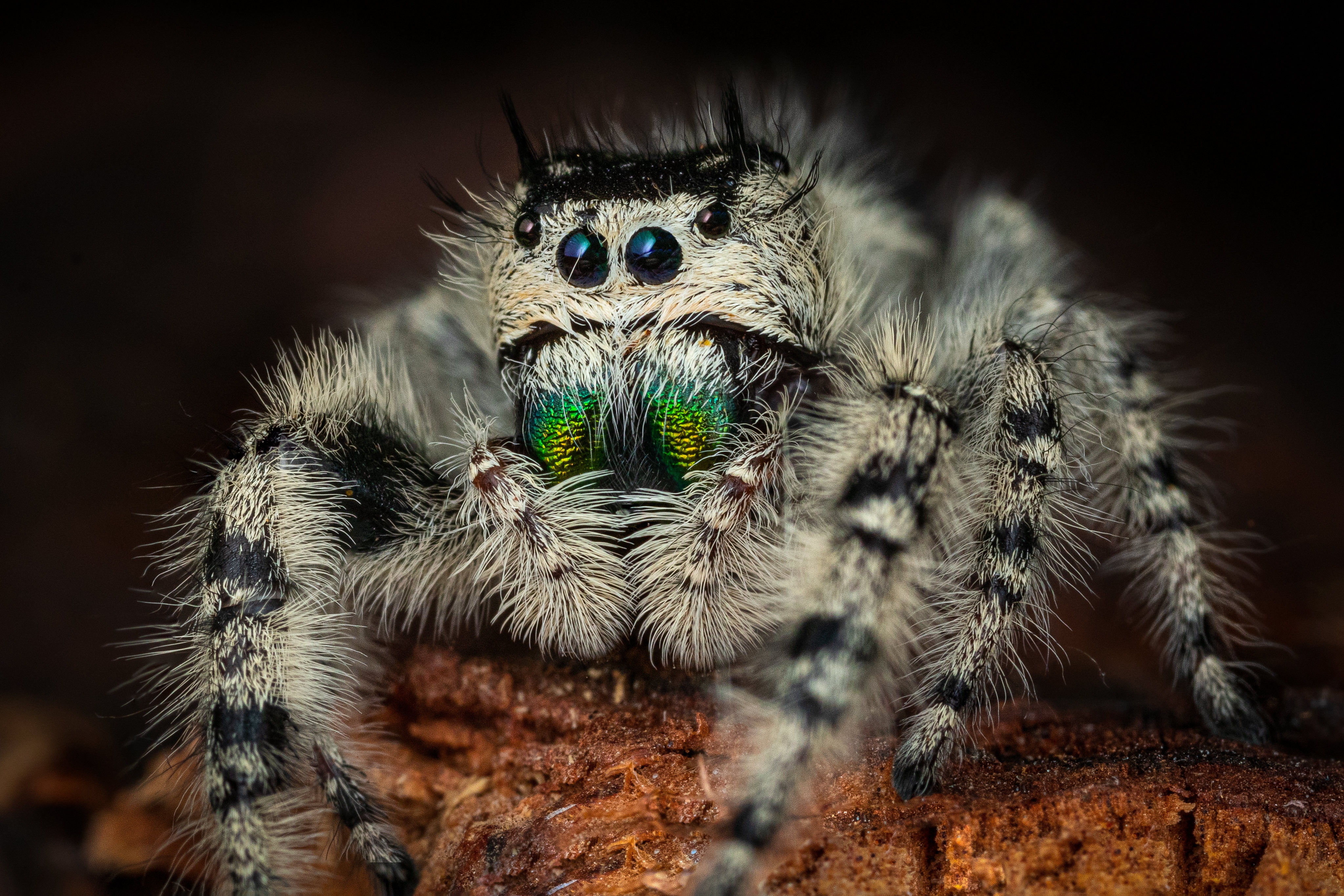 Download mobile wallpaper Spiders, Animal, Spider, Jumping Spider for free.