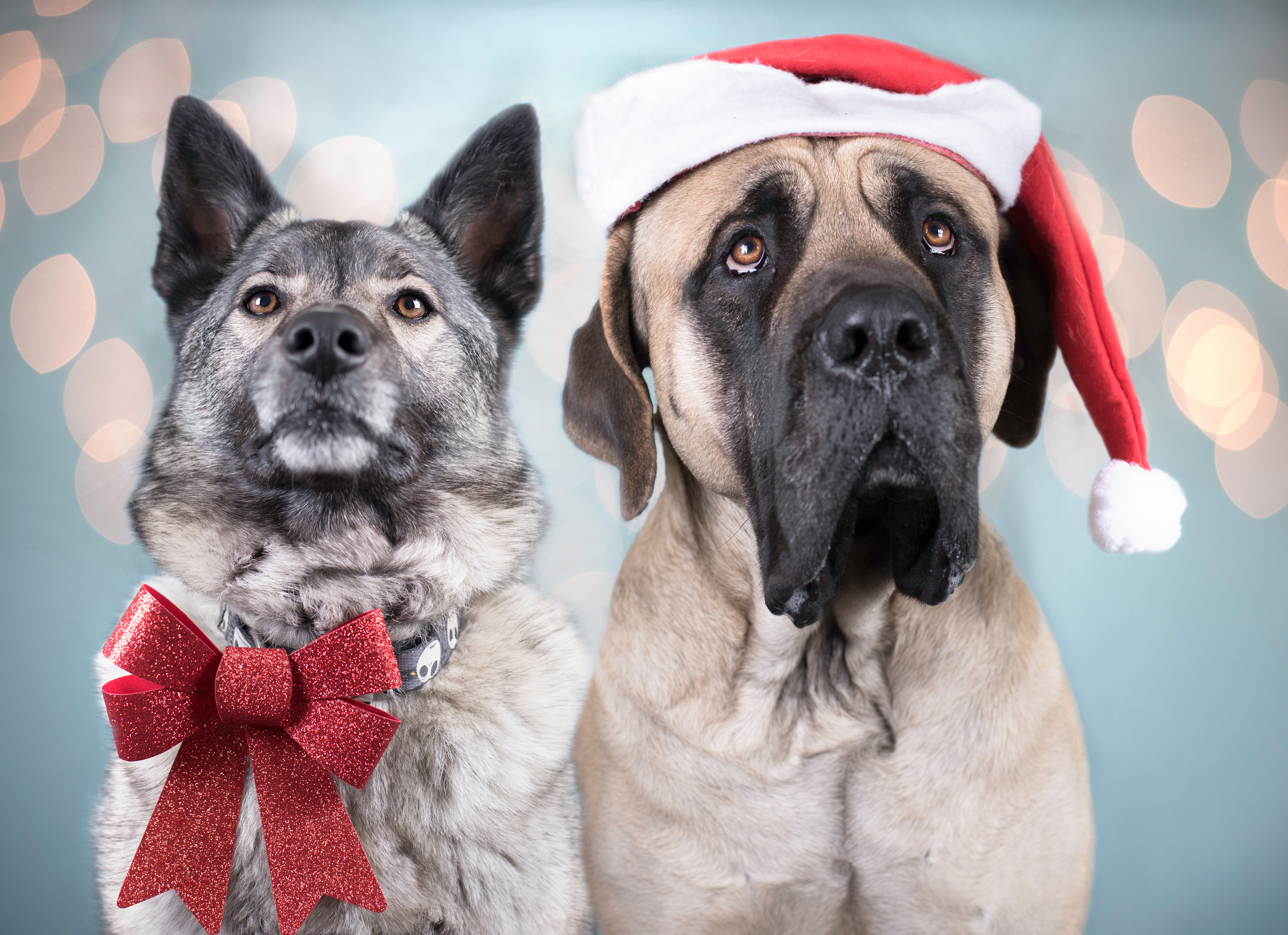 Free download wallpaper Dogs, Dog, Animal, Bokeh, Santa Hat on your PC desktop