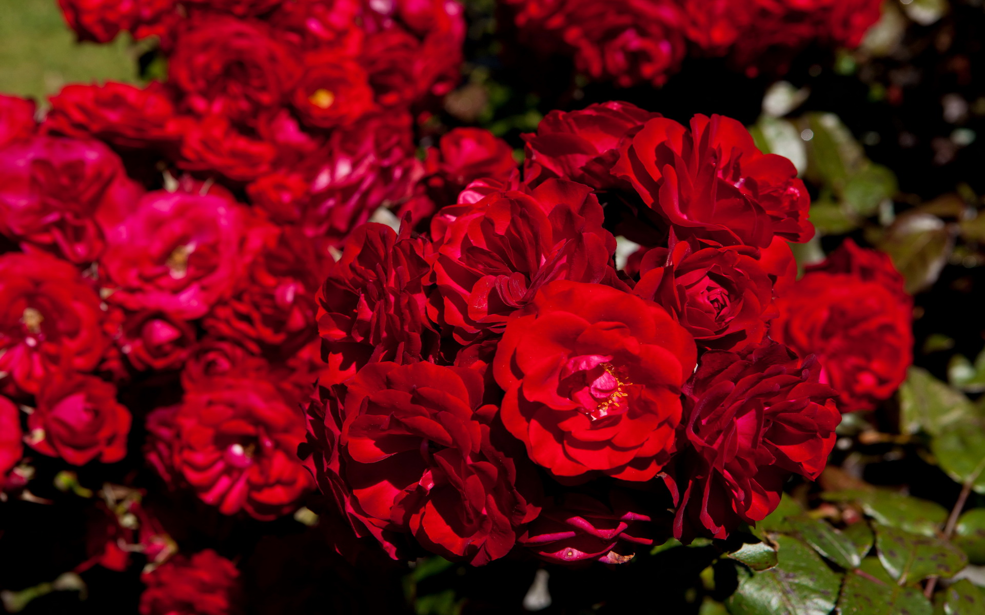 Baixe gratuitamente a imagem Flores, Flor, Terra/natureza na área de trabalho do seu PC