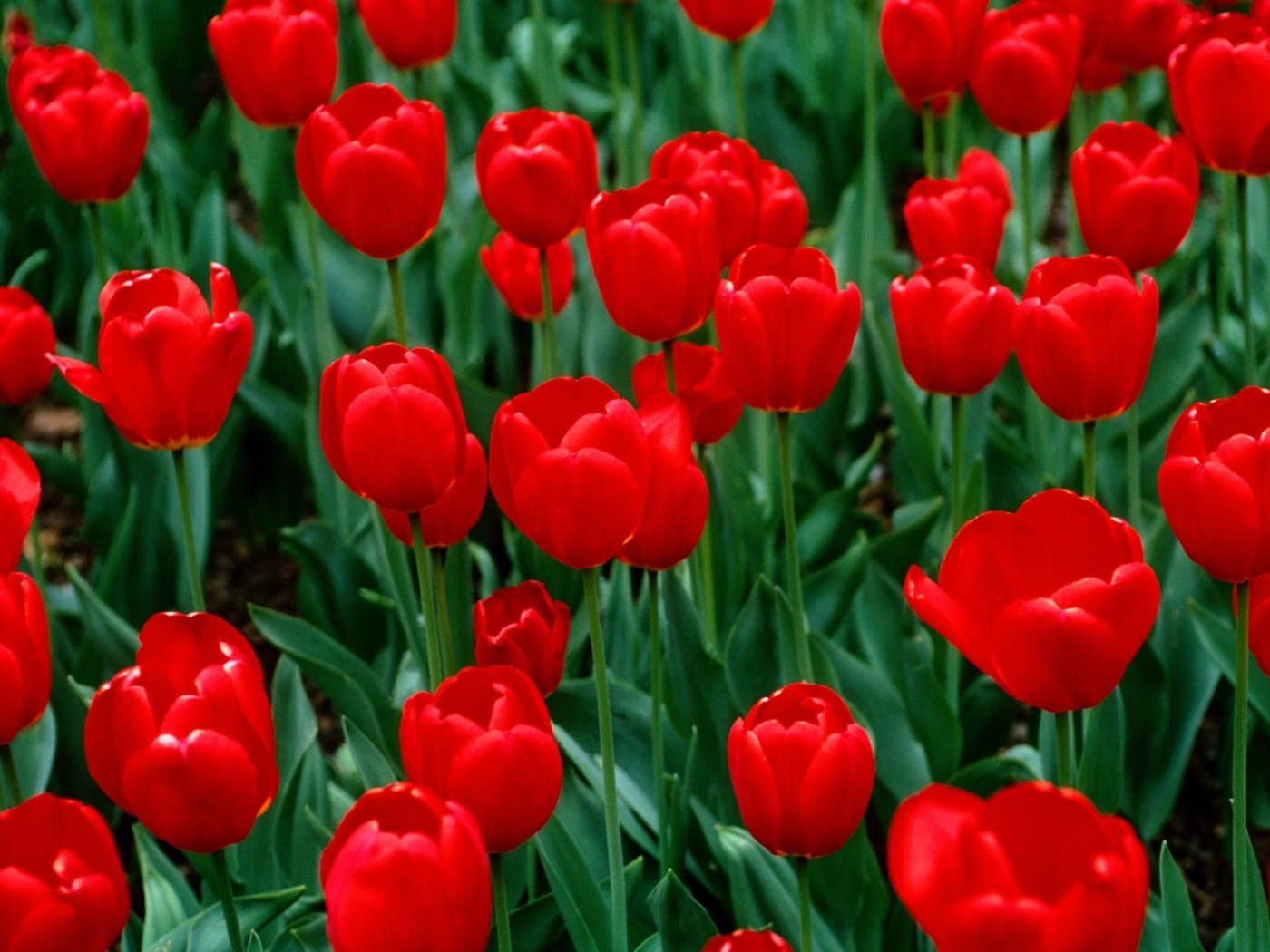 43285 descargar fondo de pantalla tulipanes, plantas, flores: protectores de pantalla e imágenes gratis