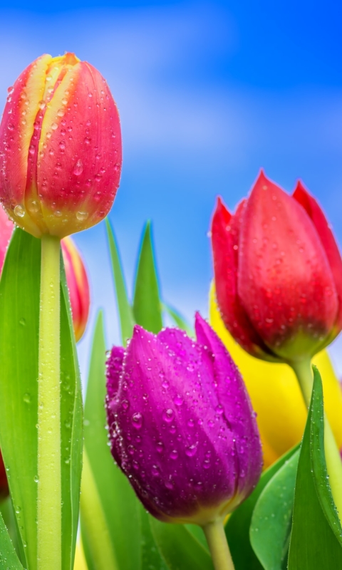 Download mobile wallpaper Flowers, Flower, Earth, Colors, Tulip, Yellow Flower, Purple Flower, Red Flower for free.