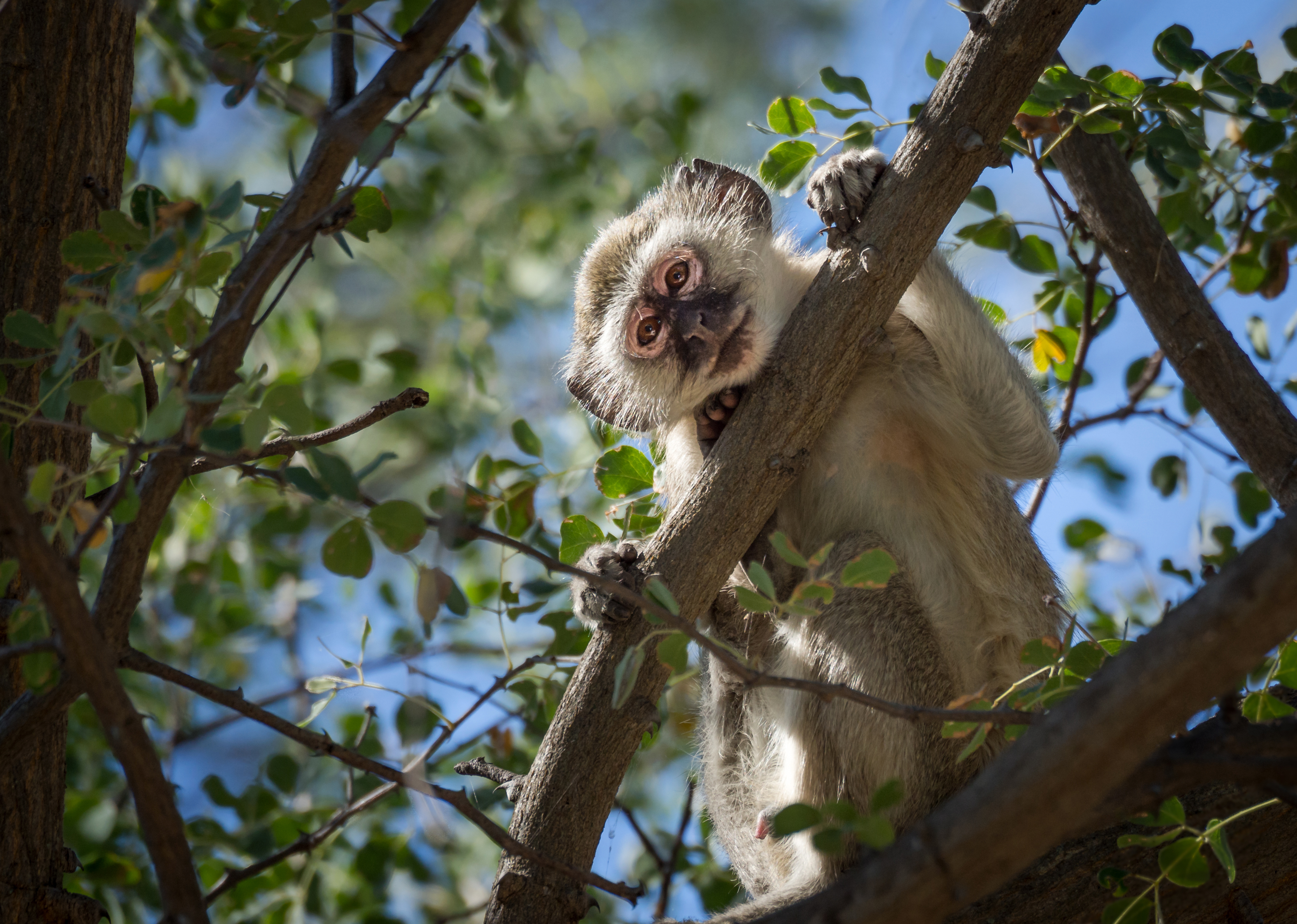 Baixar papel de parede para celular de Animais, Macacos, Macaco gratuito.