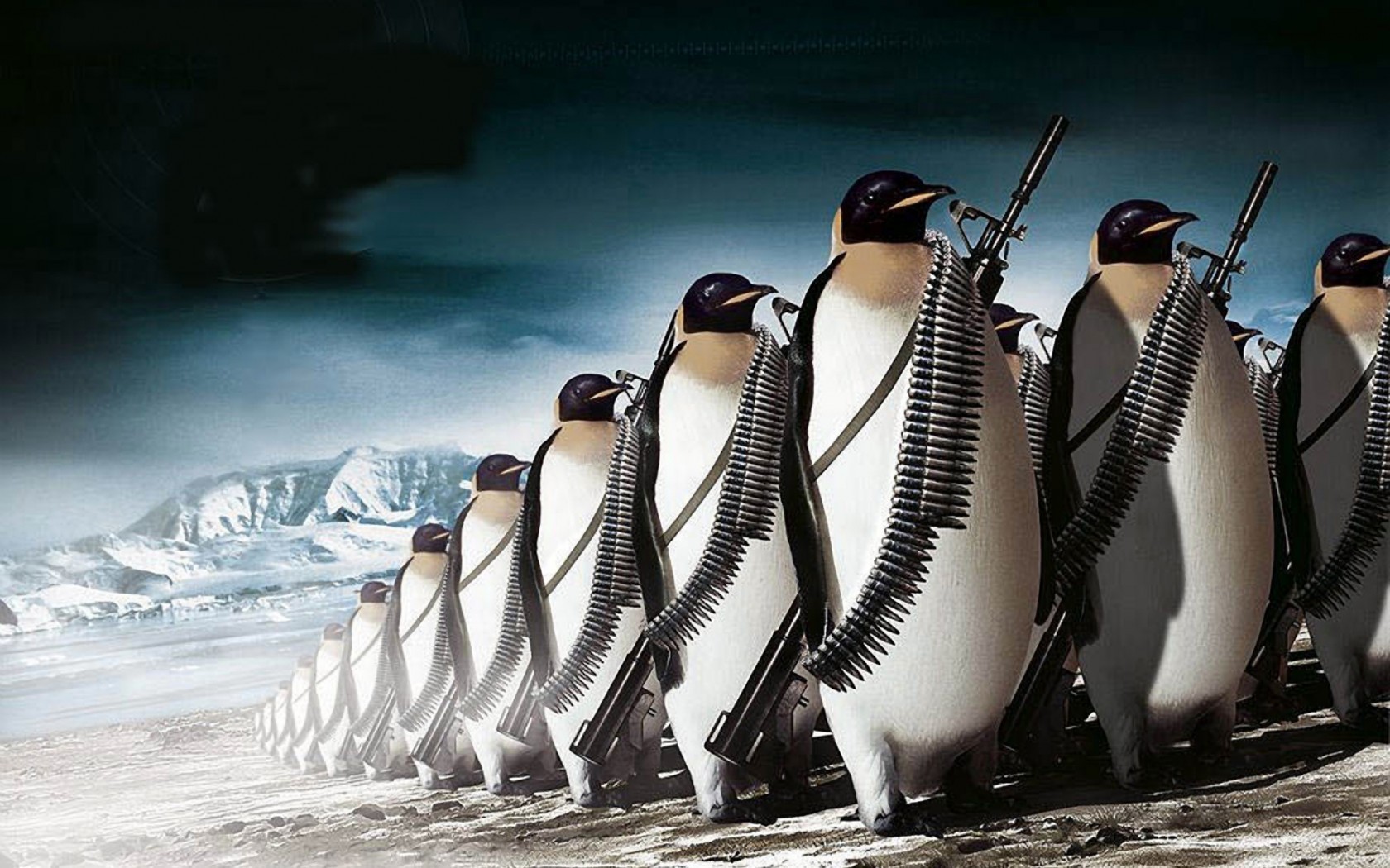 Pinguins Widescreen image