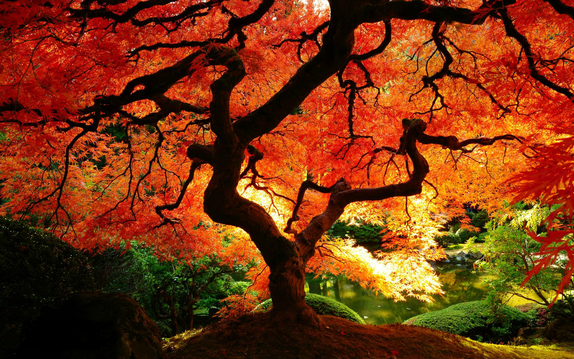 fall, earth, tree Free Background