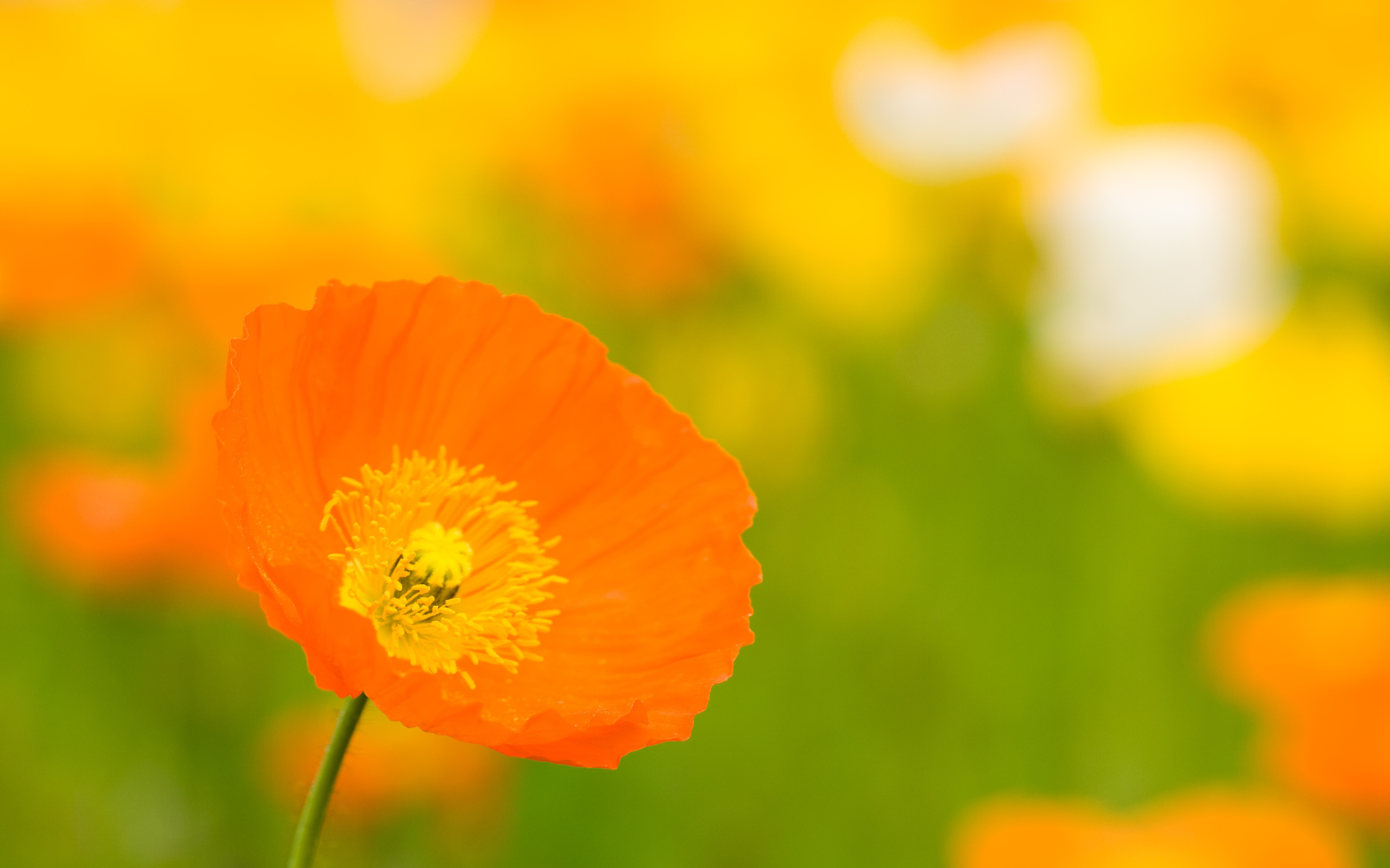 Laden Sie das Mohn, Blumen, Erde/natur-Bild kostenlos auf Ihren PC-Desktop herunter