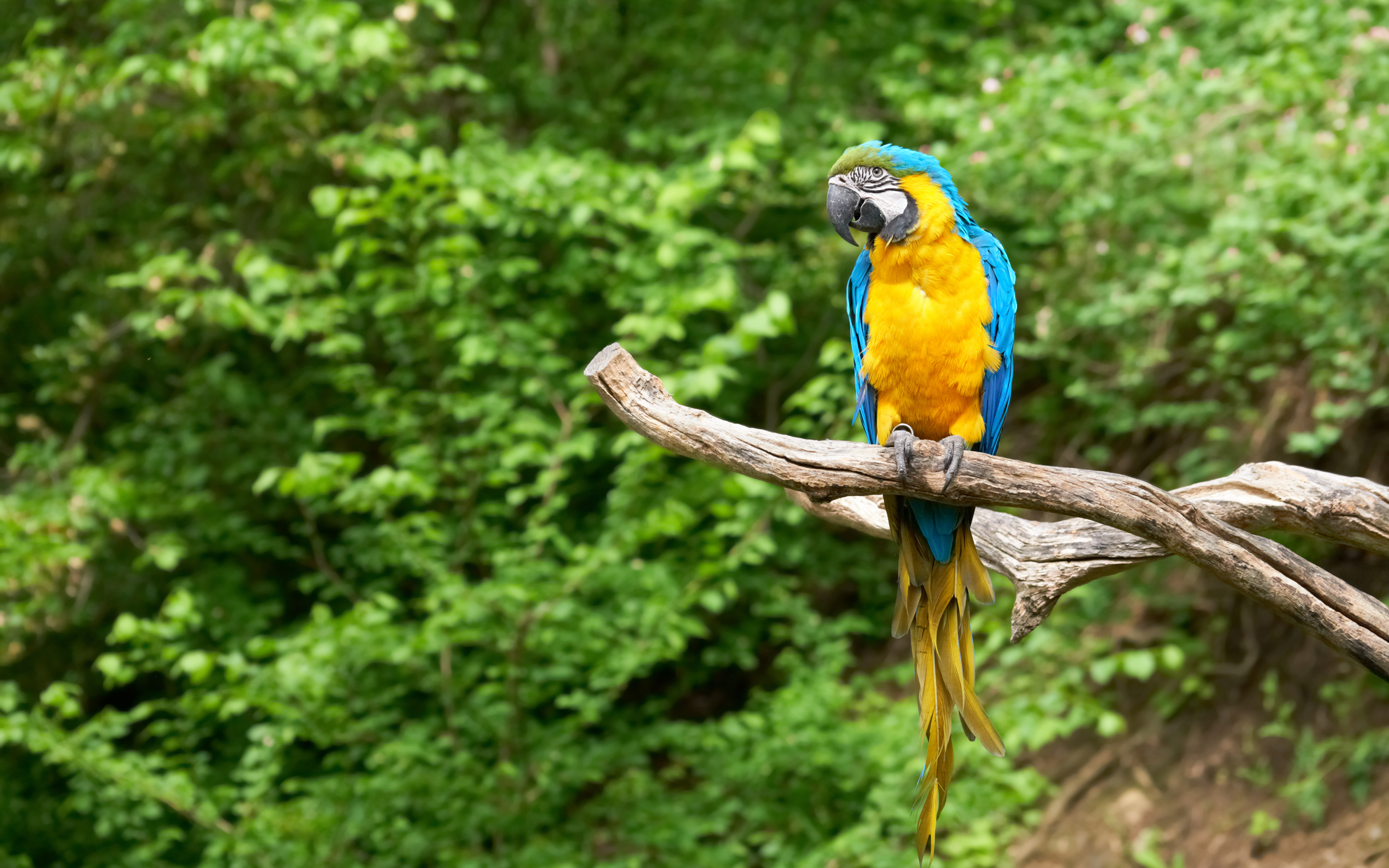 301878画像をダウンロード動物, 青と黄色のコンゴウインコ, 鳥-壁紙とスクリーンセーバーを無料で