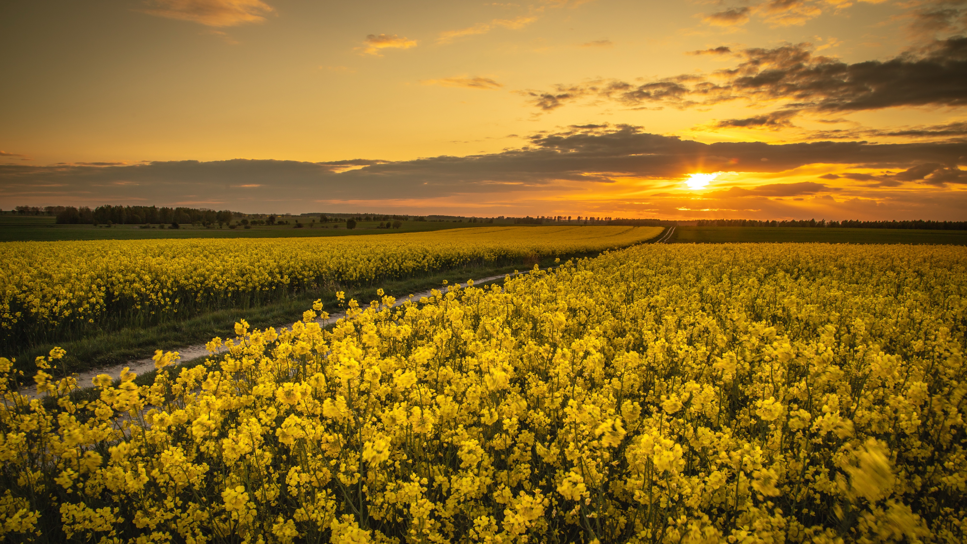 Free download wallpaper Sunset, Earth, Rapeseed on your PC desktop