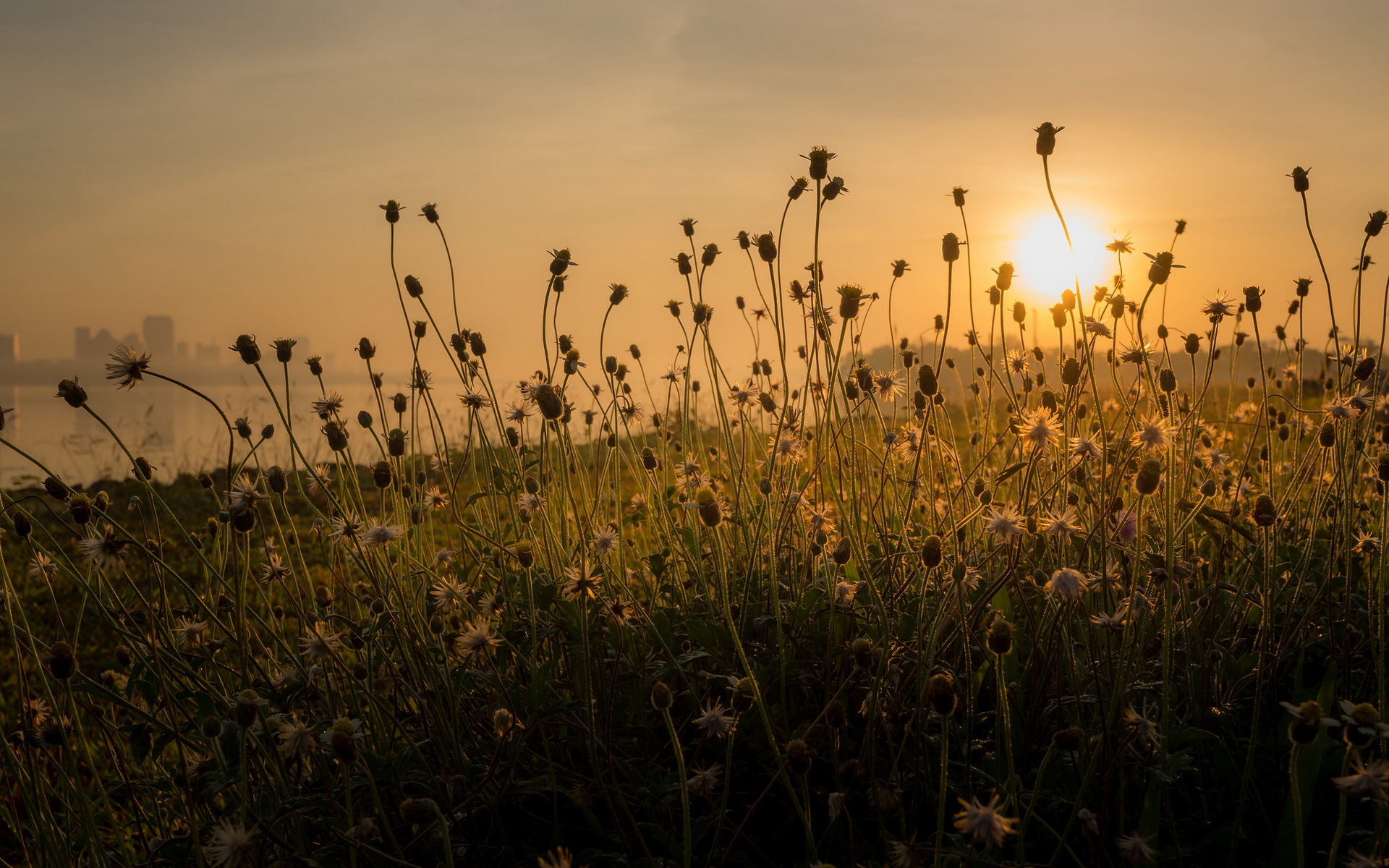 Free download wallpaper Nature, Sun, Flower, Sunrise, Earth on your PC desktop