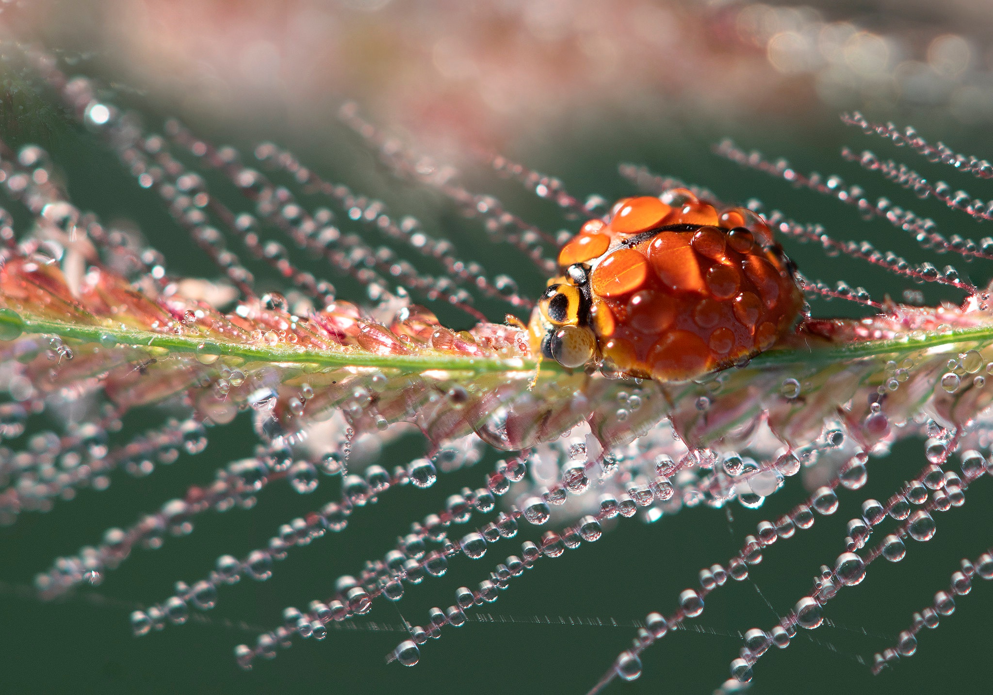 Download mobile wallpaper Macro, Insect, Animal, Ladybug, Water Drop for free.