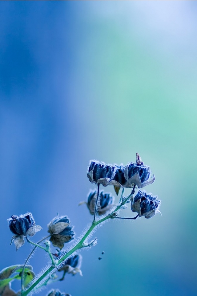 Descarga gratuita de fondo de pantalla para móvil de Flores, Flor, Tierra/naturaleza, Flor Azul.