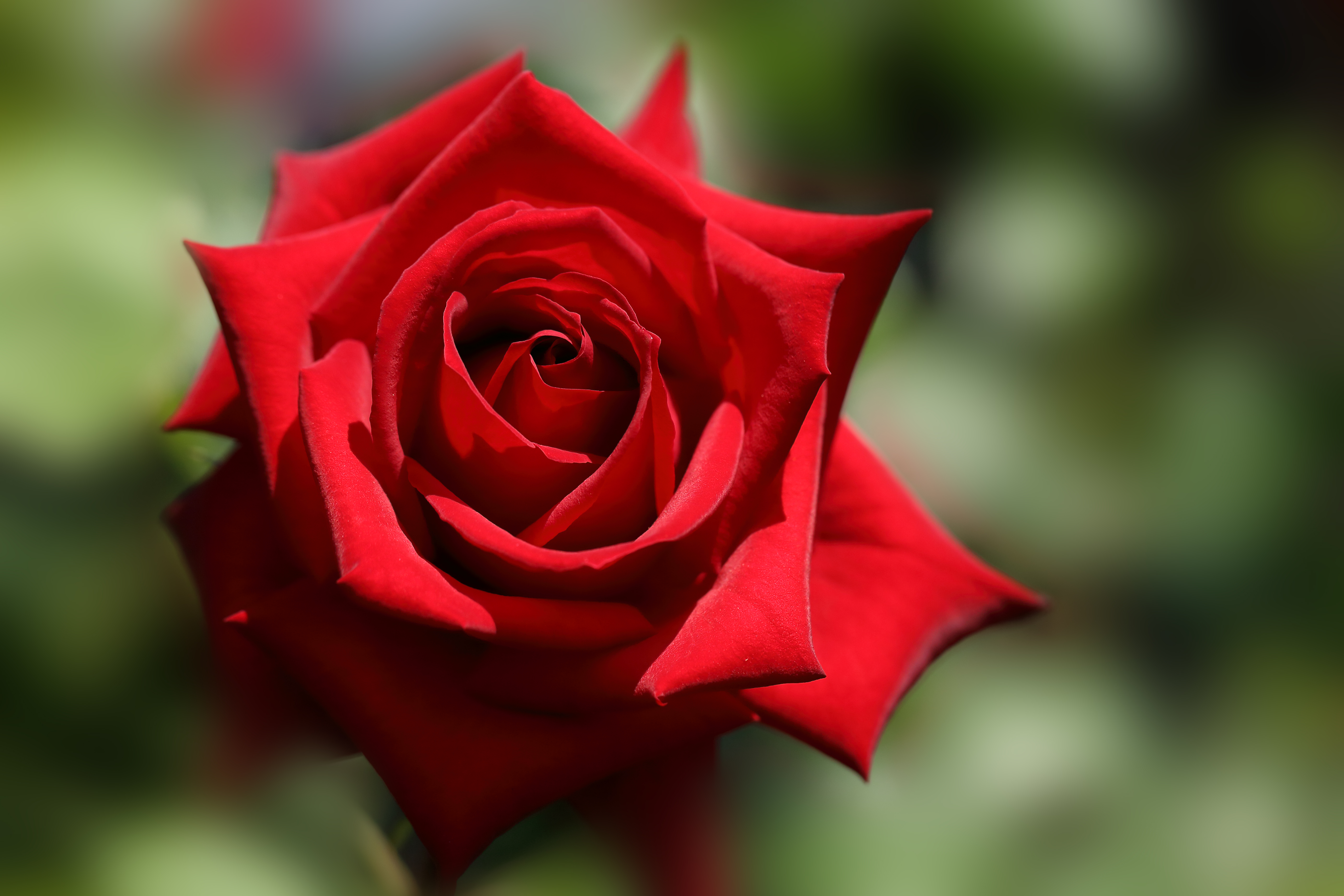 Baixe gratuitamente a imagem Flores, Rosa, Macro, Bokeh, Rosa Vermelha, Terra/natureza na área de trabalho do seu PC