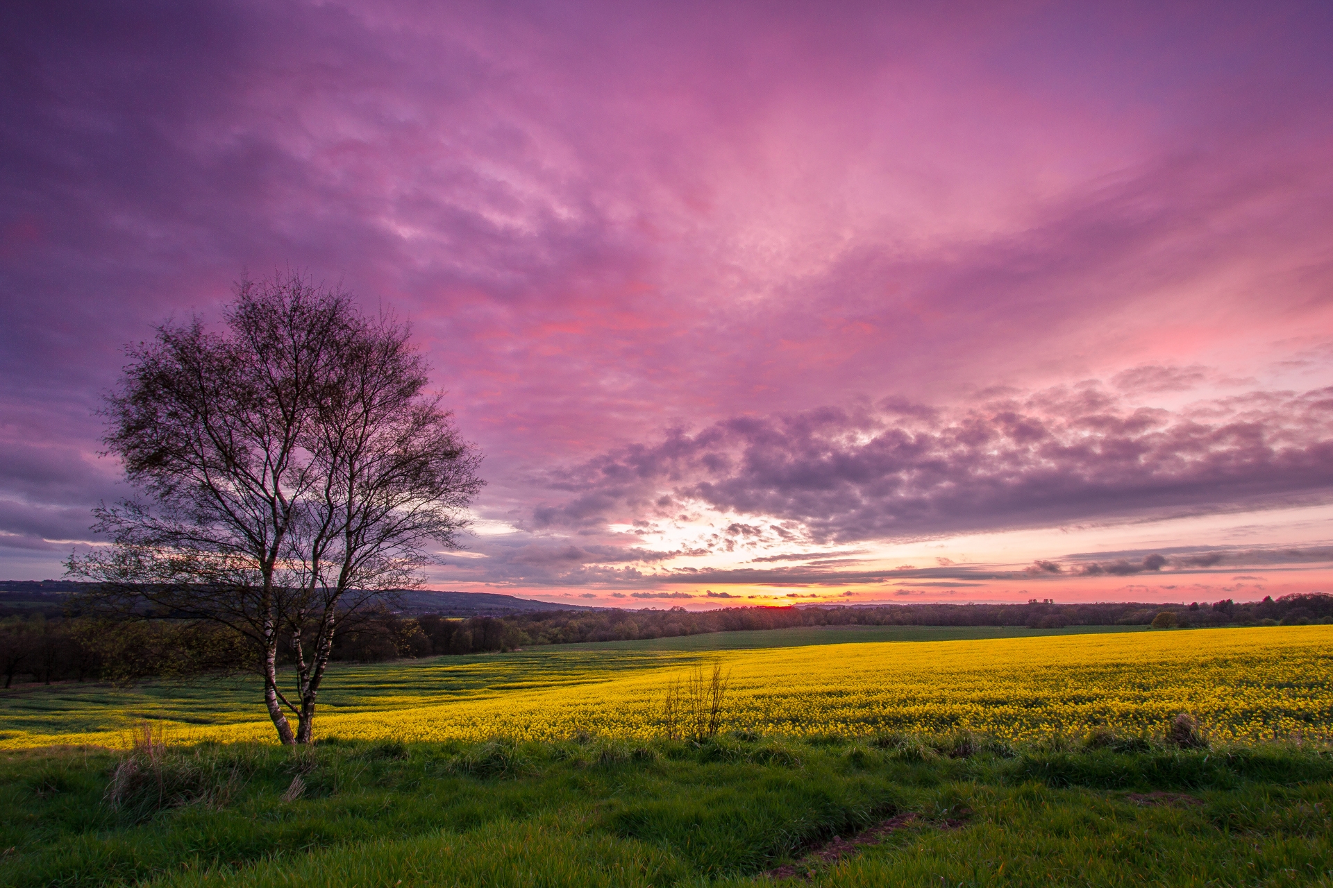 Laden Sie das Natur, Sky, Birke, Sunset, Feld-Bild kostenlos auf Ihren PC-Desktop herunter