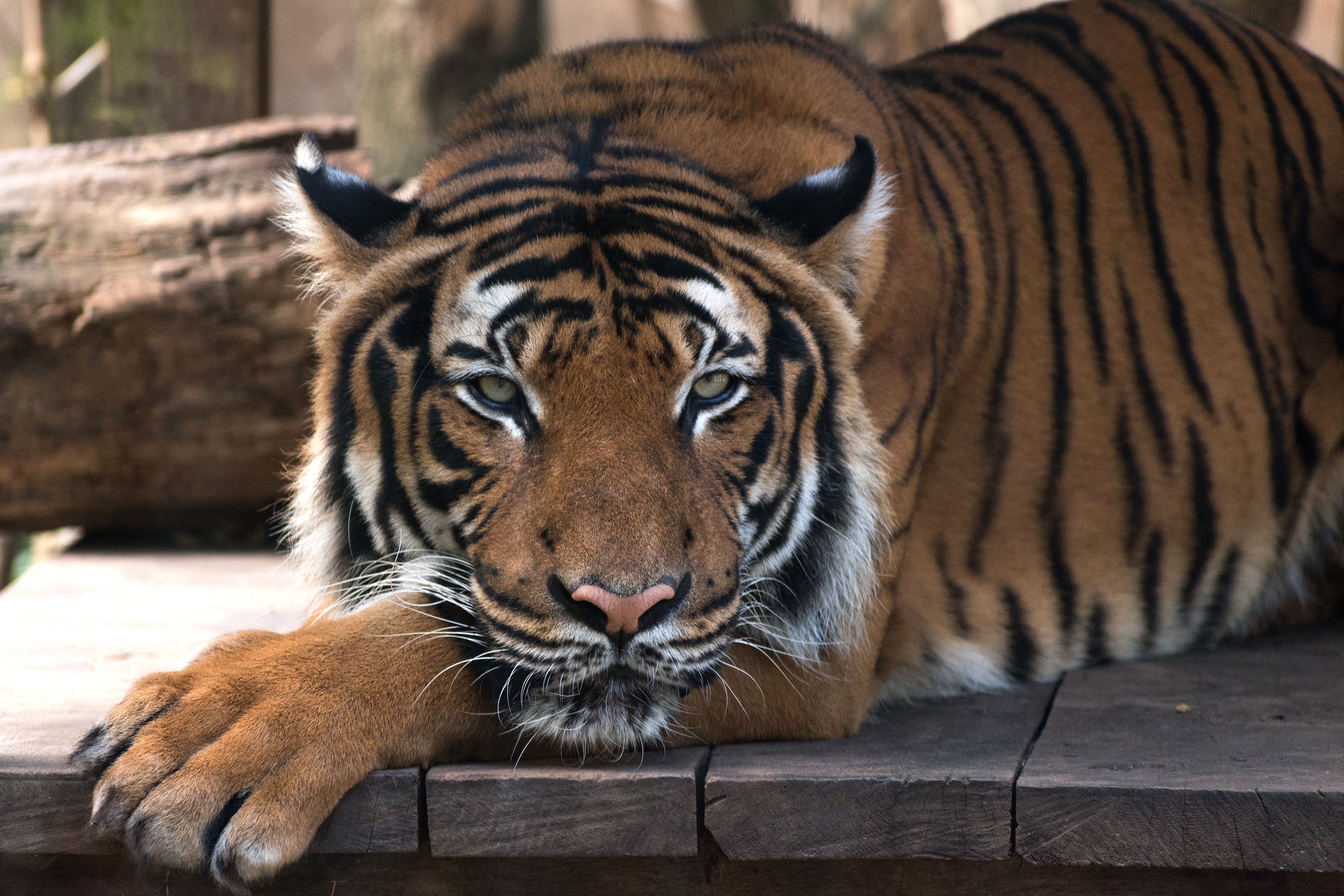 Baixar papel de parede para celular de Gatos, Animais, Tigre gratuito.