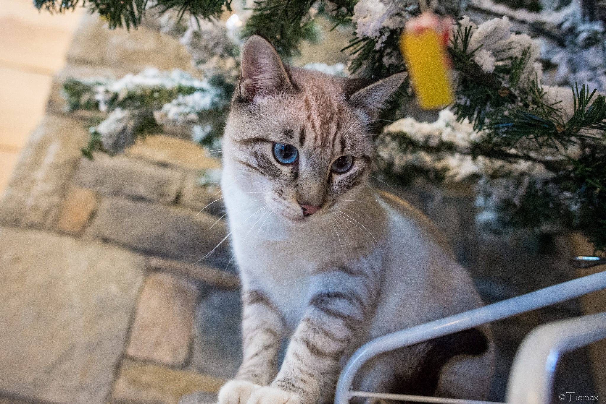 Laden Sie das Tiere, Katzen, Katze, Kätzchen, Tierbaby-Bild kostenlos auf Ihren PC-Desktop herunter