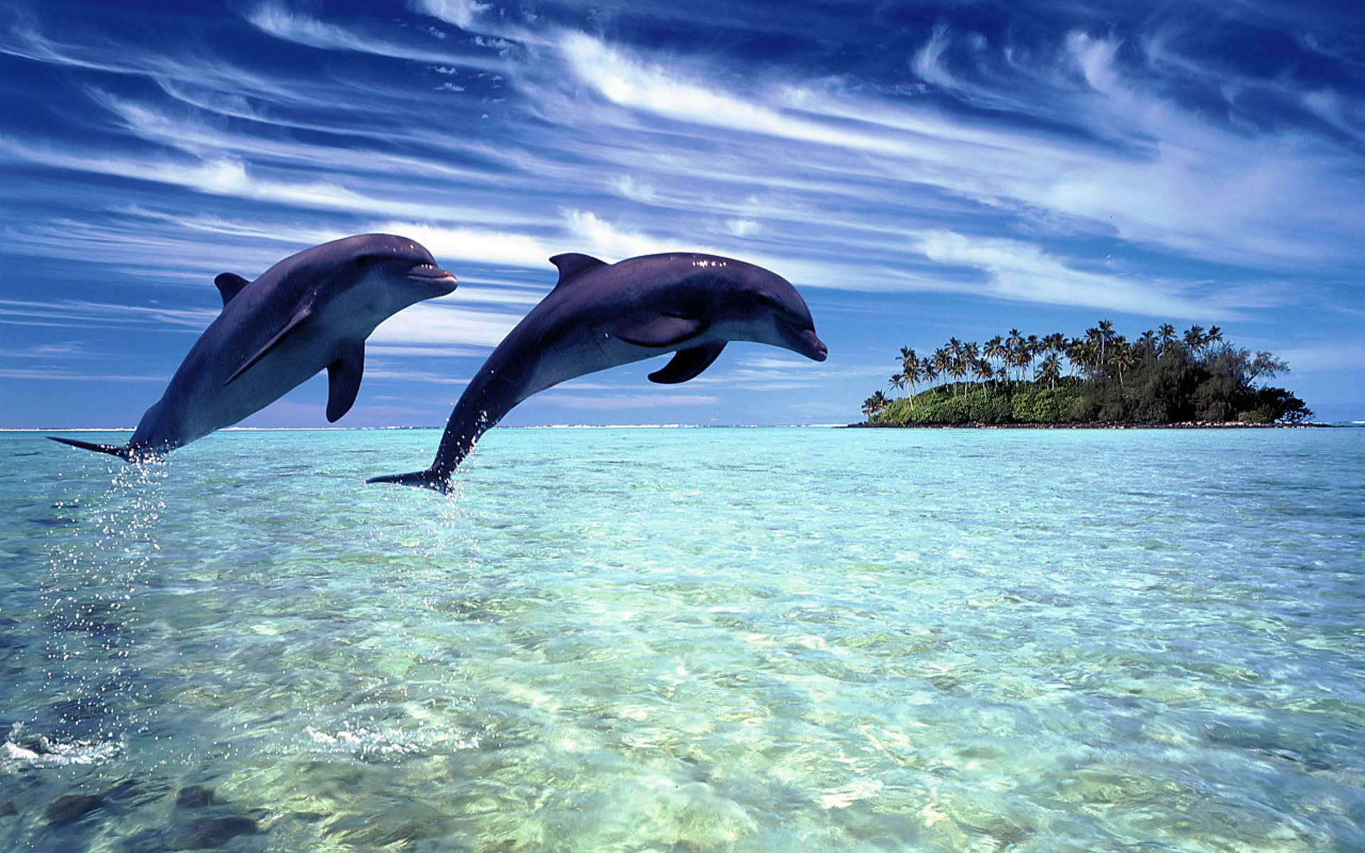 561918 descargar fondo de pantalla animales, delfin, delfín nariz de botella: protectores de pantalla e imágenes gratis