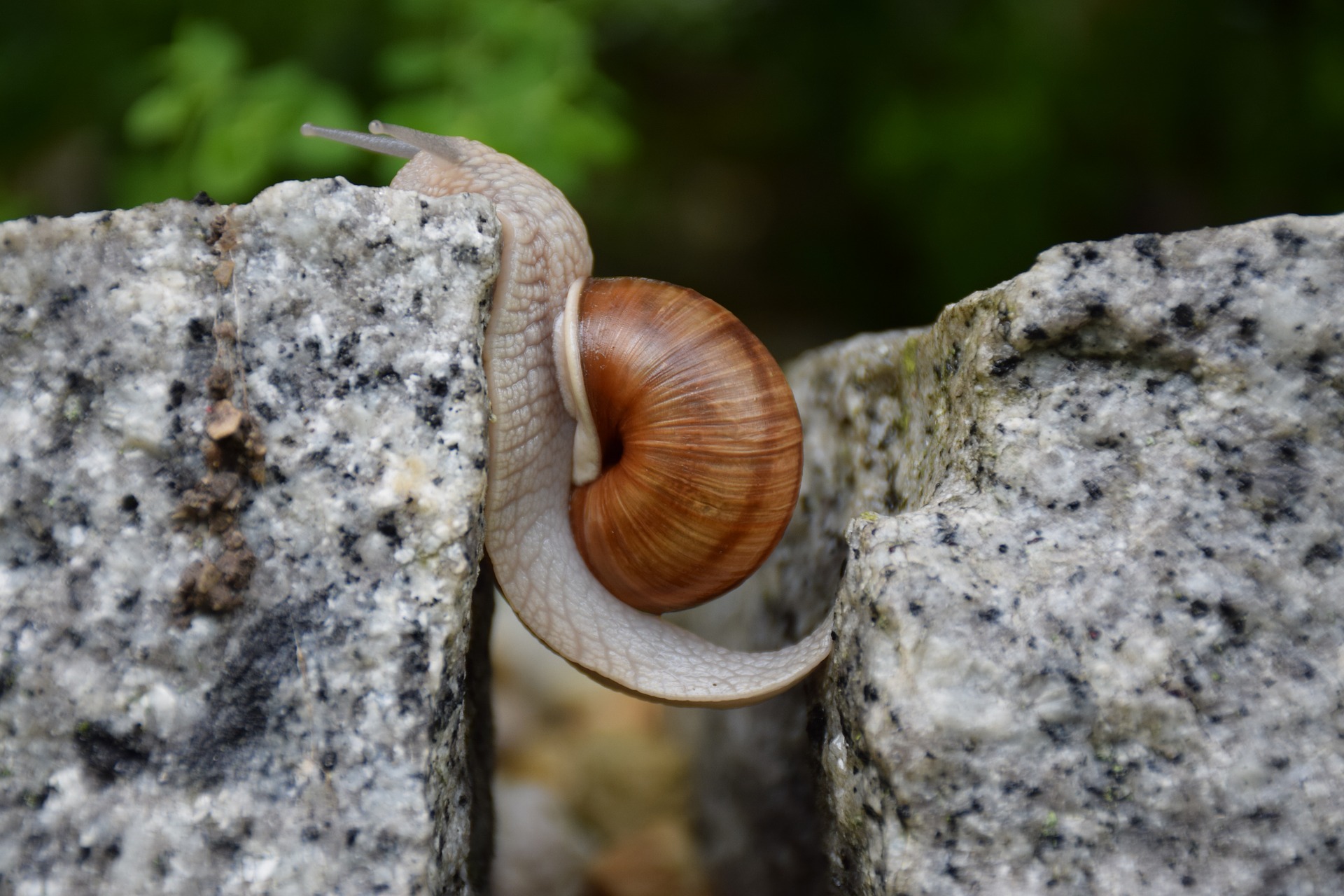 Téléchargez des papiers peints mobile Animaux, Macro, Escargot gratuitement.