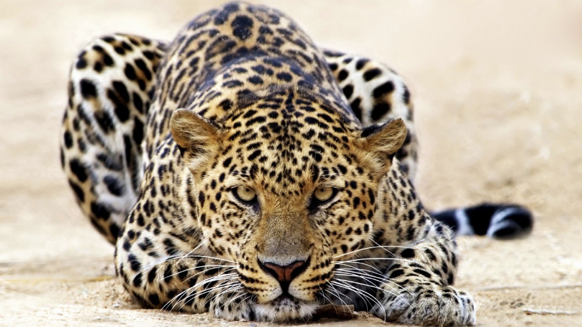 Free download wallpaper Leopard, Animal on your PC desktop