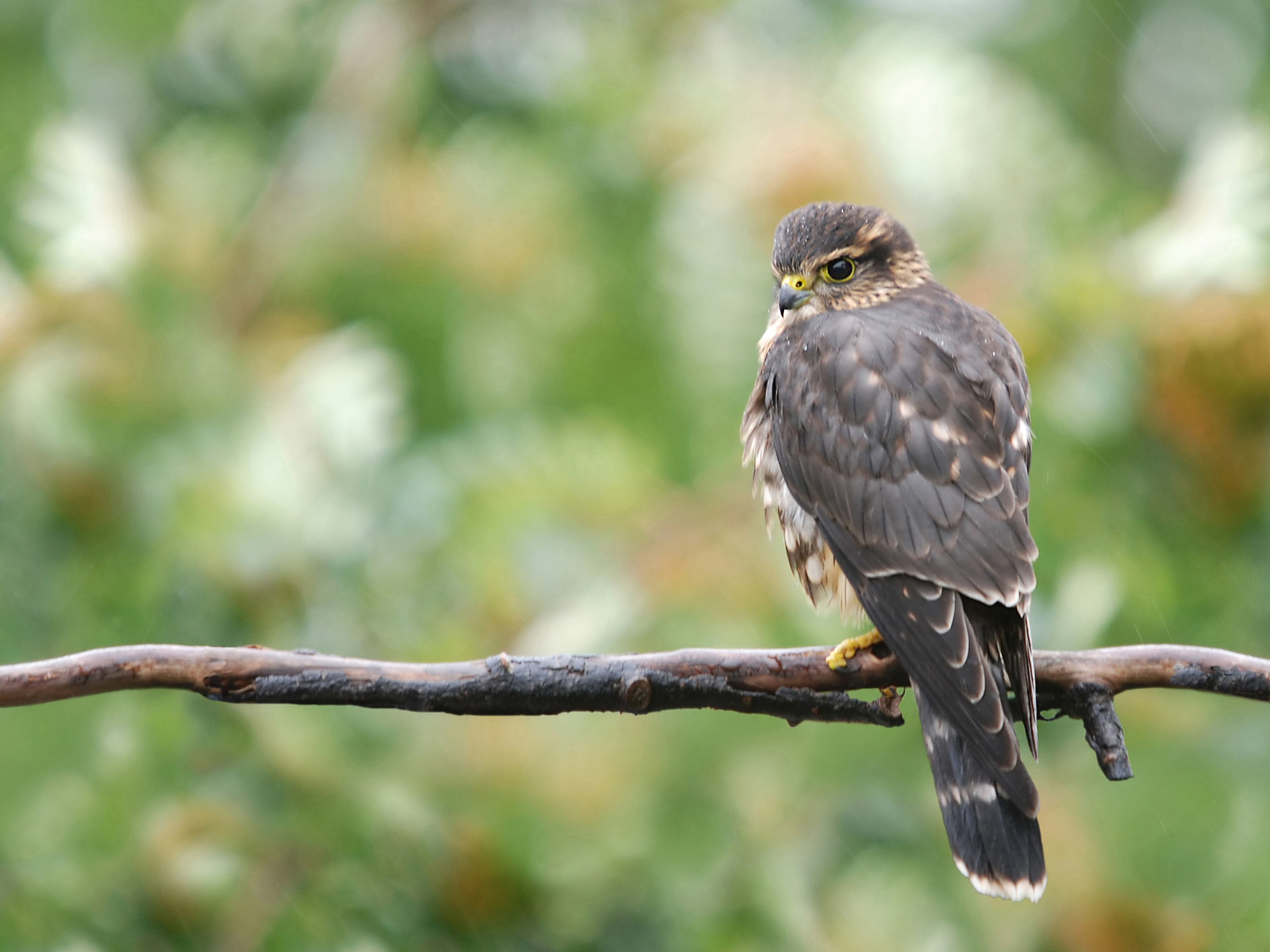 Laden Sie das Tiere, Vögel, Vogel-Bild kostenlos auf Ihren PC-Desktop herunter