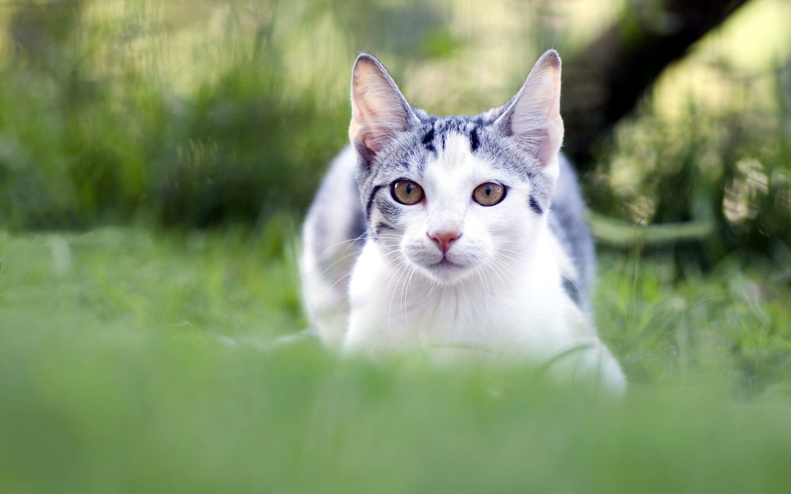 Download mobile wallpaper Blur, Grass, Sight, Muzzle, Opinion, Smooth, Animals, Cat for free.