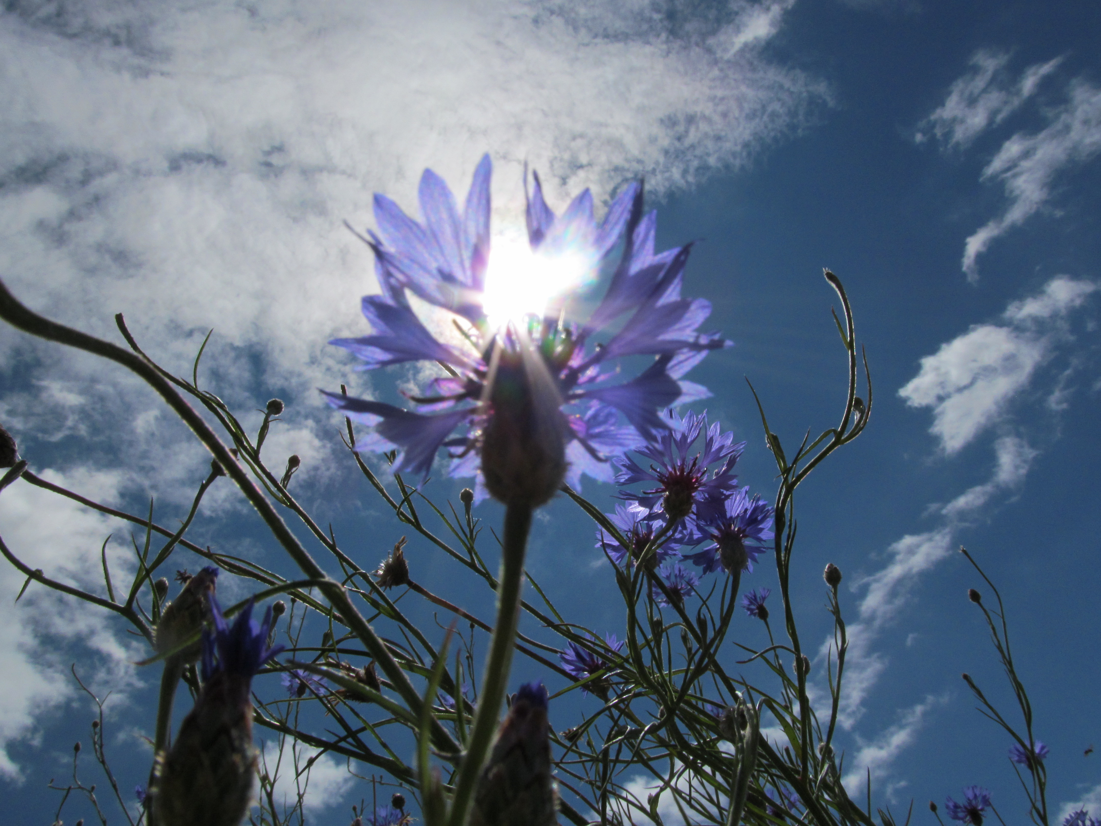 Free download wallpaper Flowers, Flower, Earth on your PC desktop