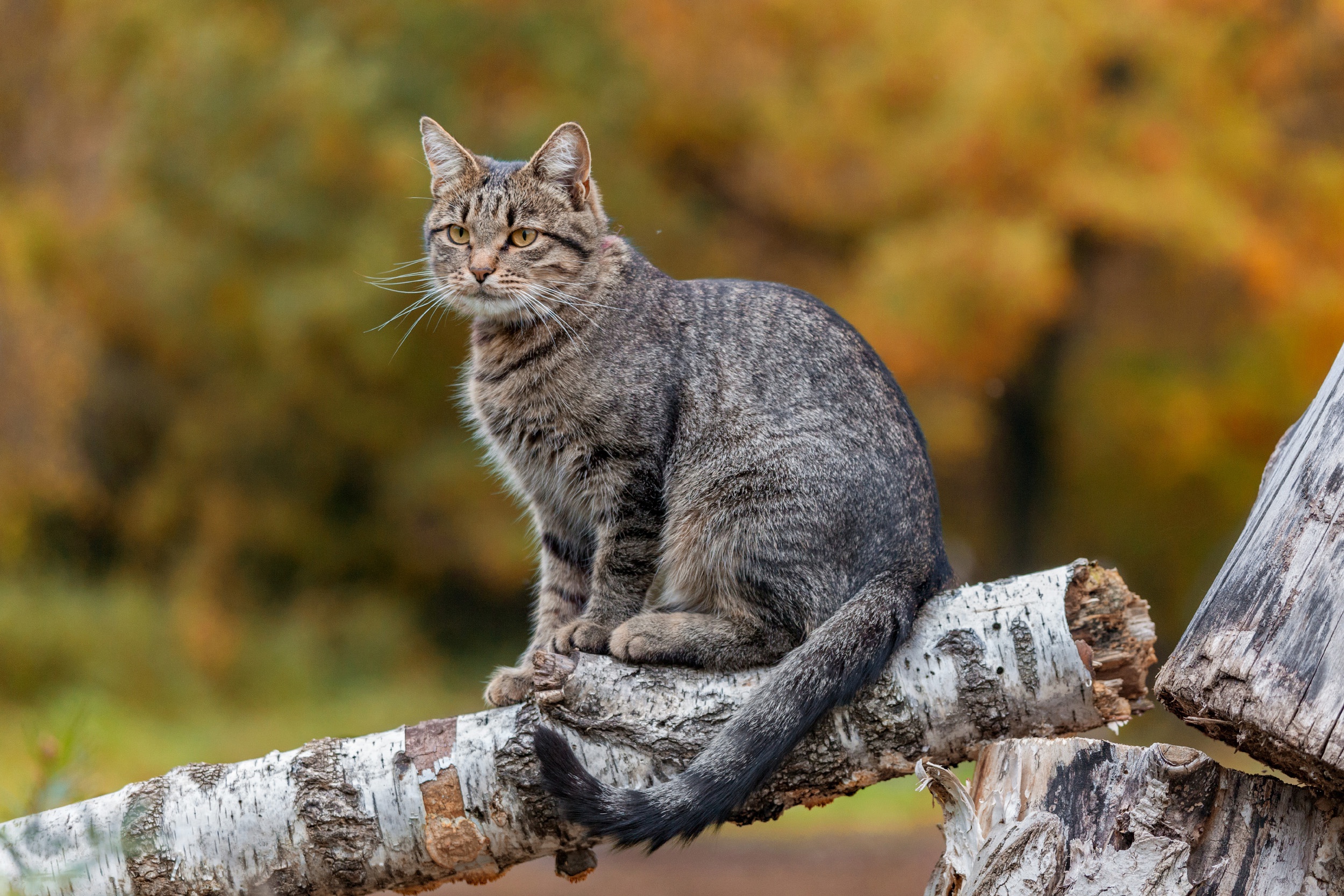 Handy-Wallpaper Tiere, Katzen, Katze kostenlos herunterladen.