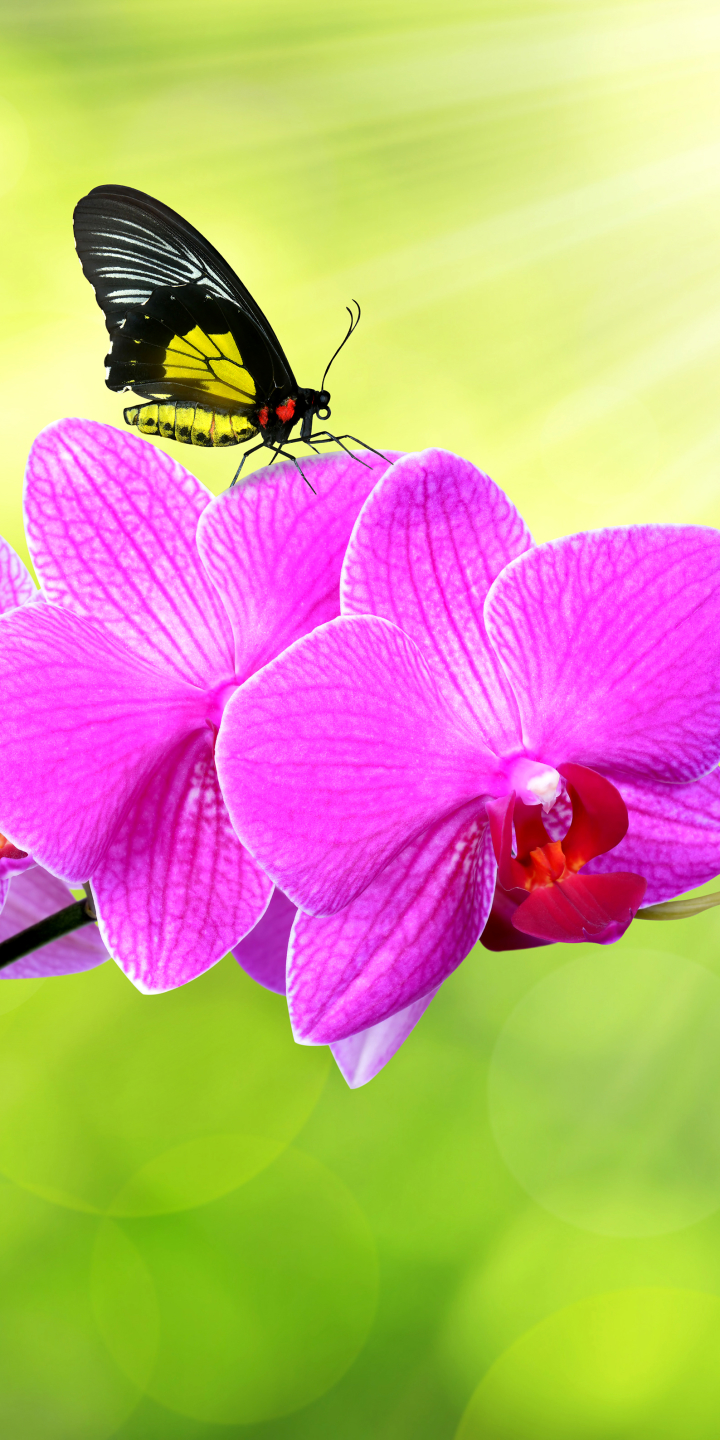 Handy-Wallpaper Schmetterlinge, Blumen, Blume, Schmetterling, Bokeh, Orchidee, Erde/natur, Pinke Blume kostenlos herunterladen.