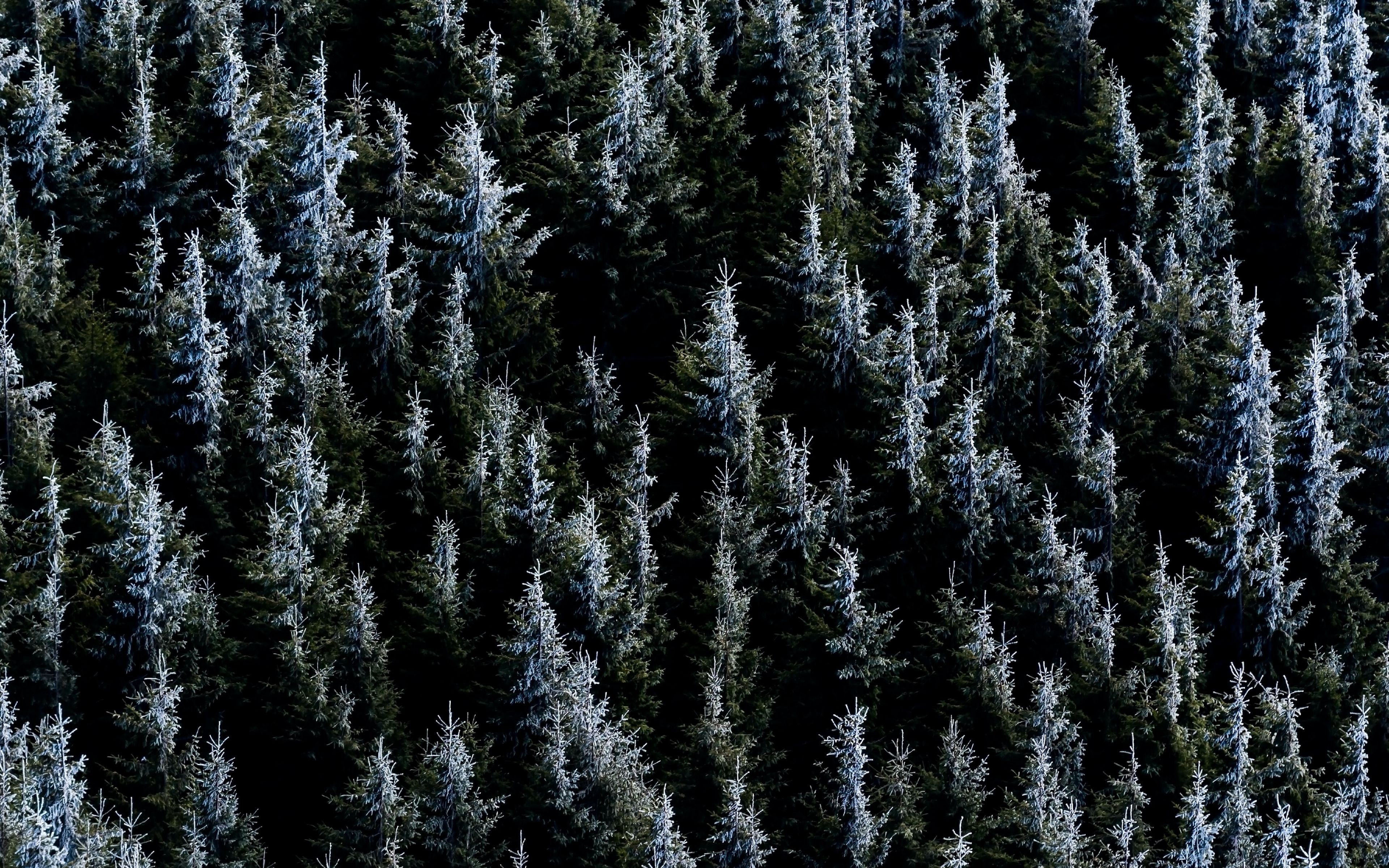 1509195 descargar imagen fotografía, fotografía aérea, bosque, congelado, naturaleza, abeto: fondos de pantalla y protectores de pantalla gratis
