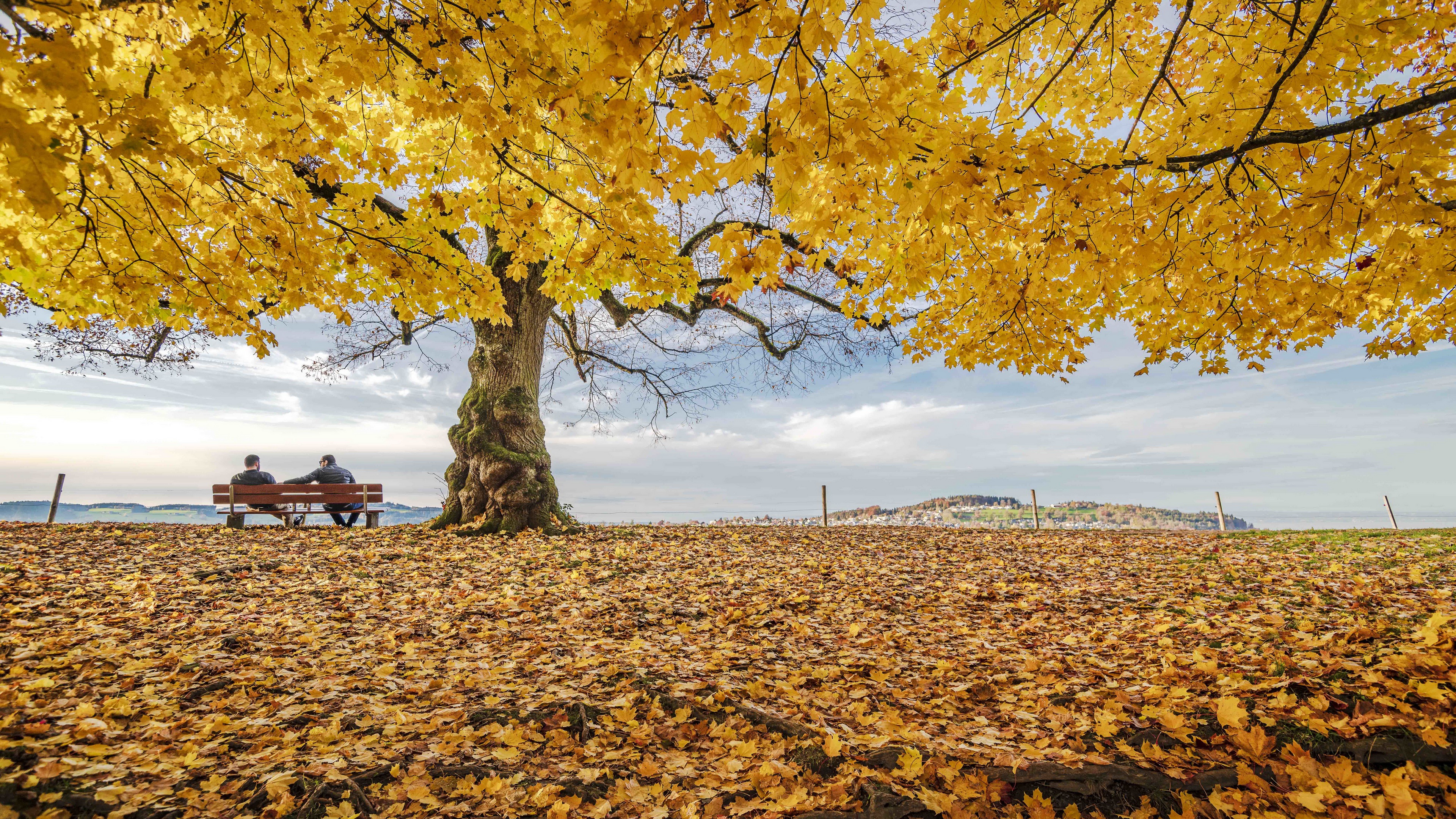 PCデスクトップに木, 秋, 人々, ベンチ, 写真撮影画像を無料でダウンロード