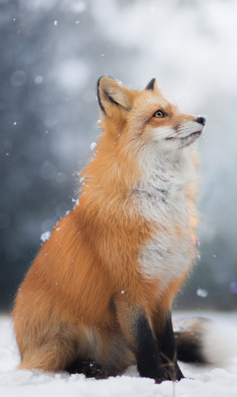 Download mobile wallpaper Fox, Animal for free.