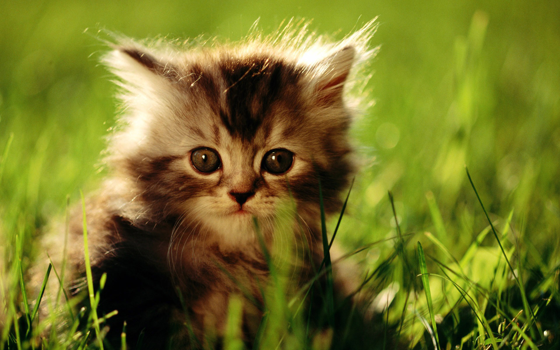 Download mobile wallpaper Cat, Cats, Animal for free.