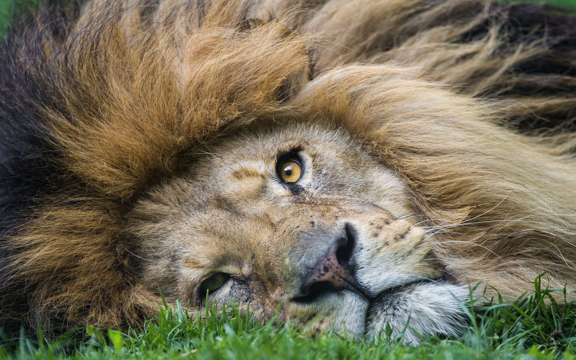 Téléchargez gratuitement l'image Animaux, Chats, Lion sur le bureau de votre PC