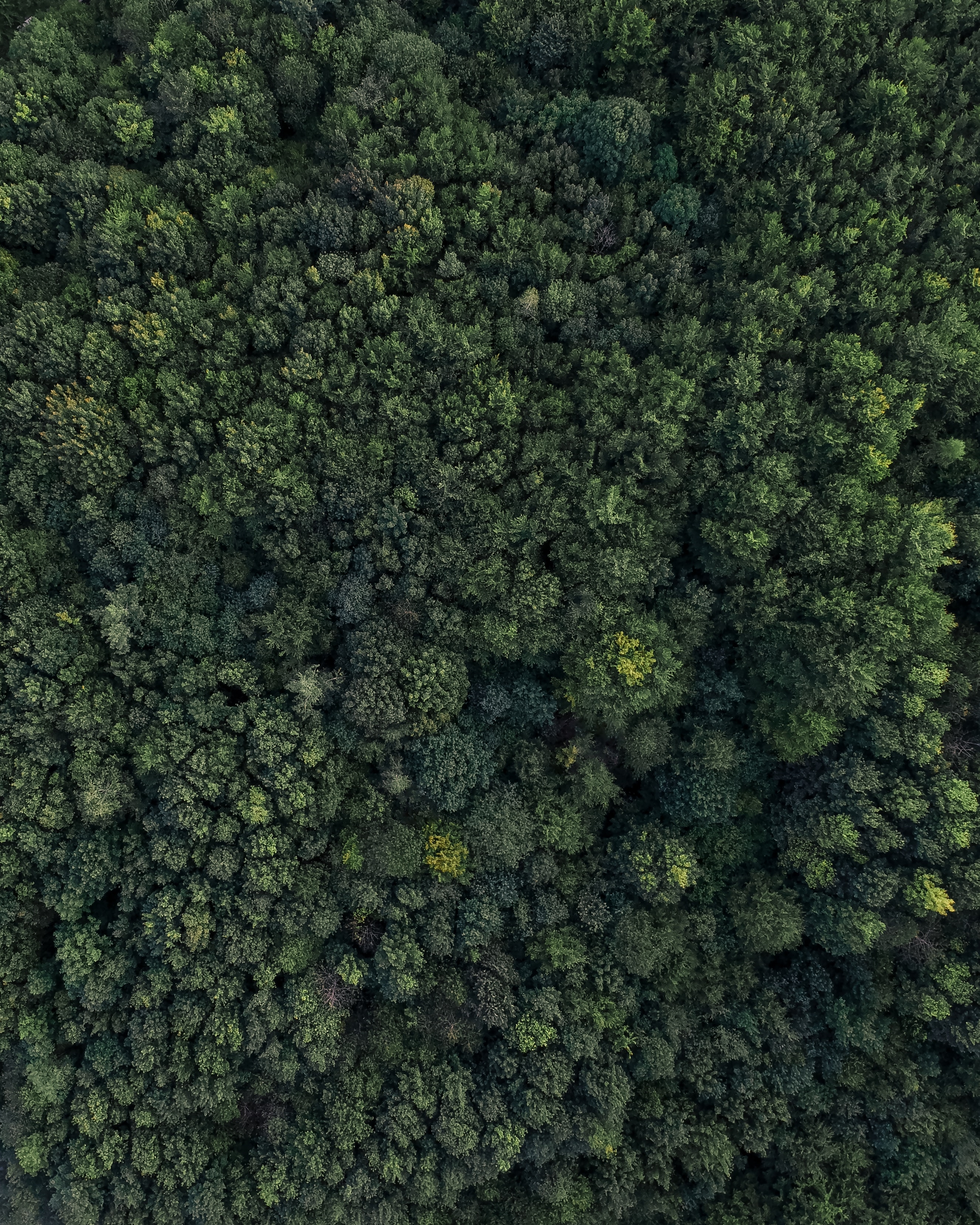 Download mobile wallpaper Forest, View From Above, Trees, Nature for free.