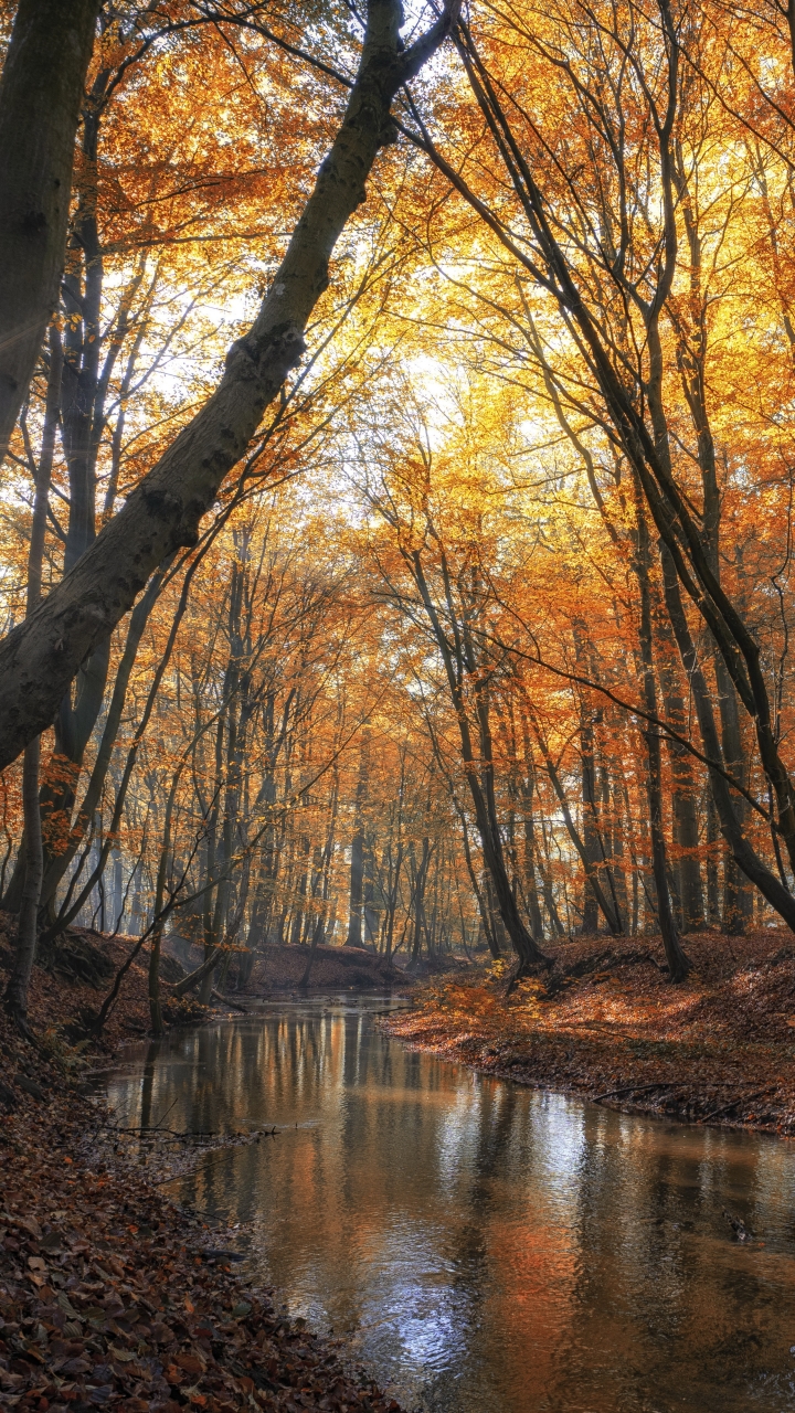 Download mobile wallpaper Nature, Forest, Fall, Earth, River for free.