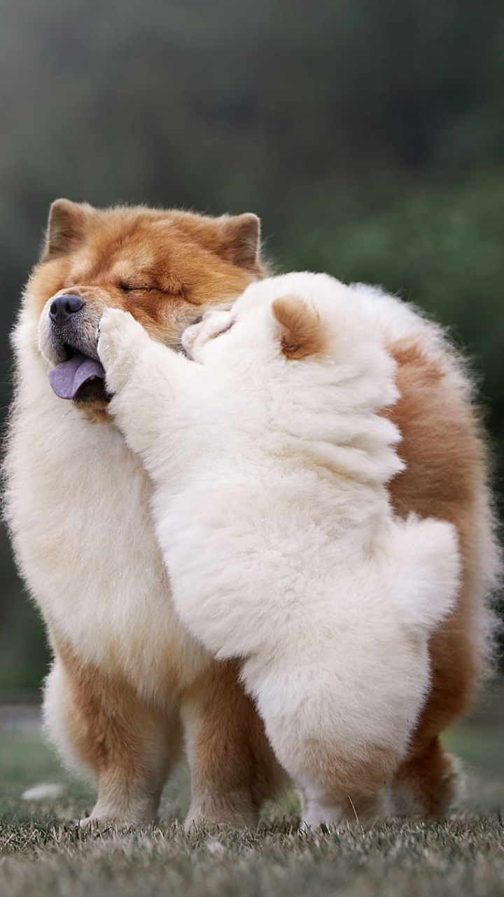 Download mobile wallpaper Dogs, Dog, Animal, Chow Chow, Baby Animal for free.