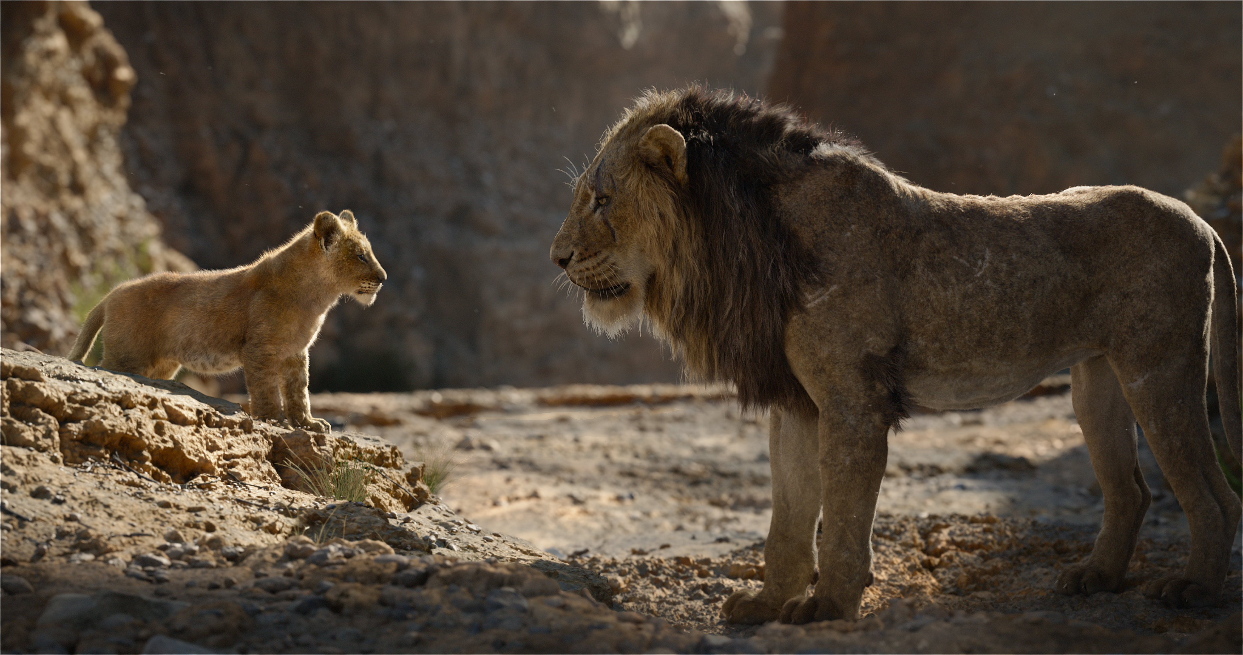 951386 baixar papel de parede filme, o rei leão (2019), cicatriz (o rei leão), simba - protetores de tela e imagens gratuitamente