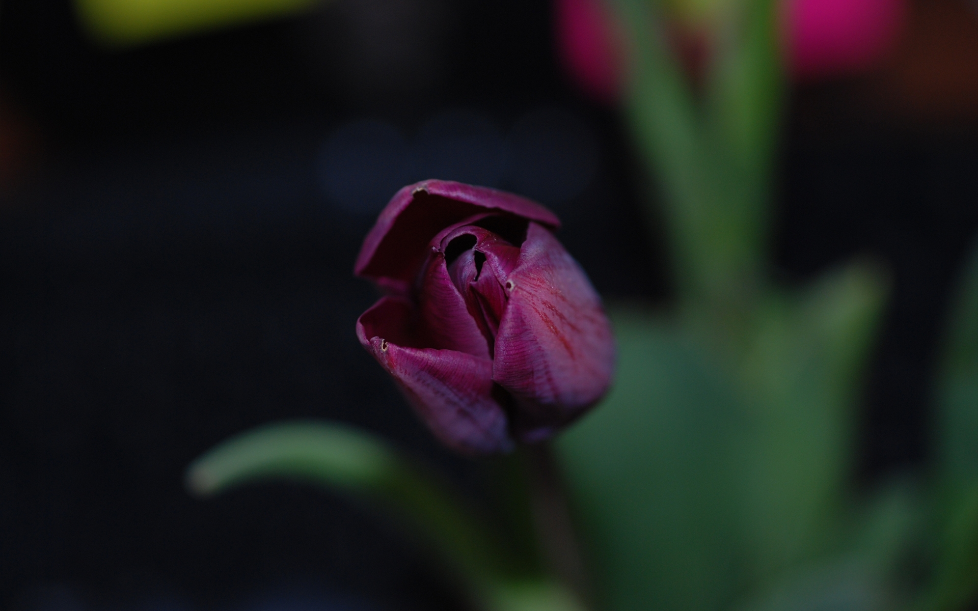 Descarga gratuita de fondo de pantalla para móvil de Flores, Flor, De Cerca, Tulipán, Flor Purpura, Tierra/naturaleza.