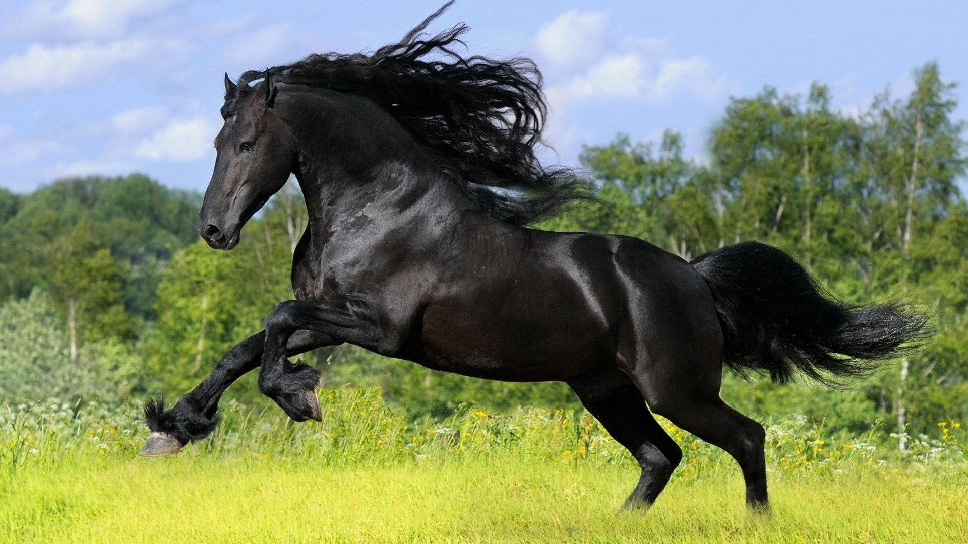 Download mobile wallpaper Animal, Horse for free.