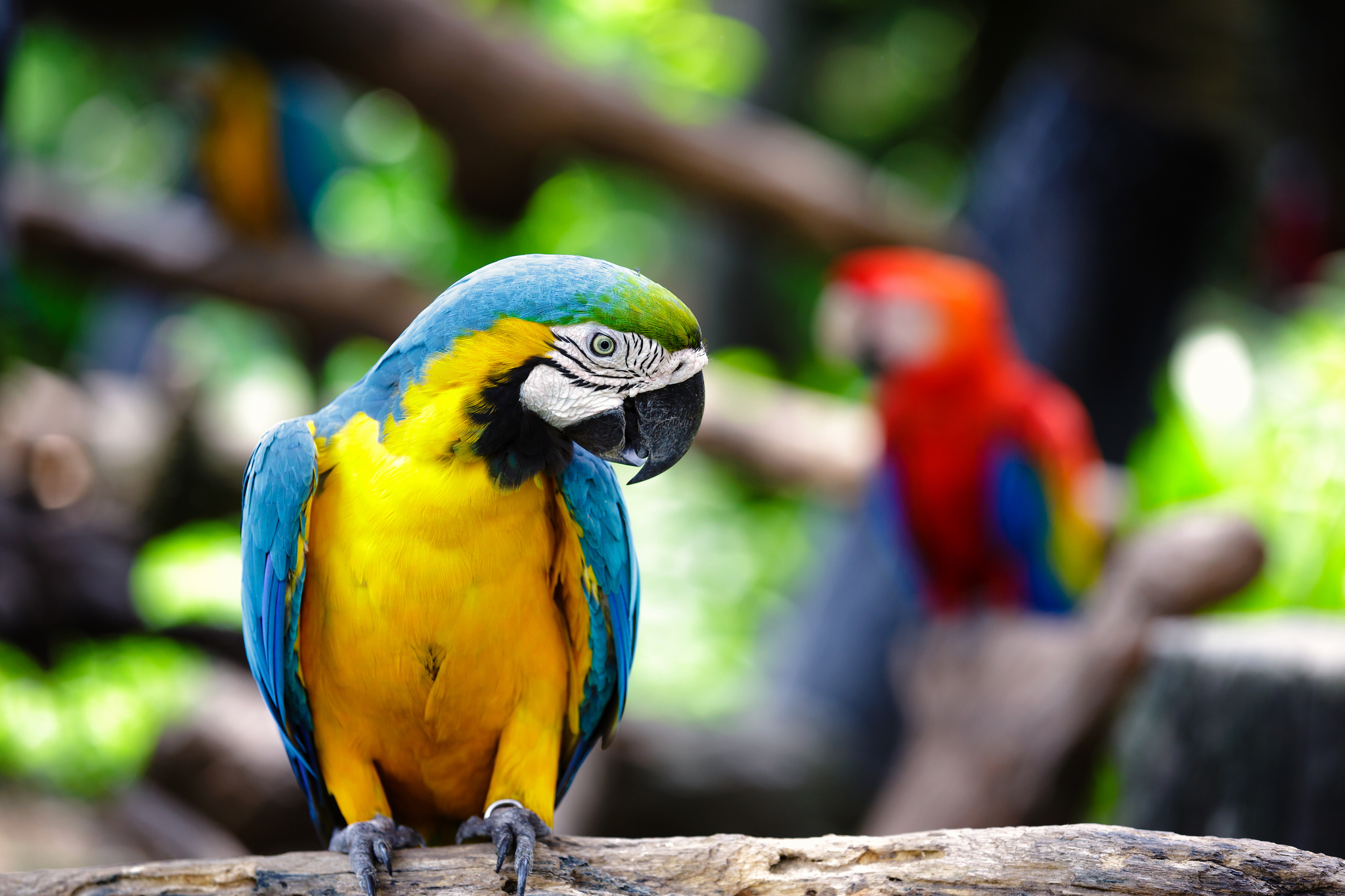 303796壁紙のダウンロード動物, 青と黄色のコンゴウインコ, 鳥-スクリーンセーバーと写真を無料で