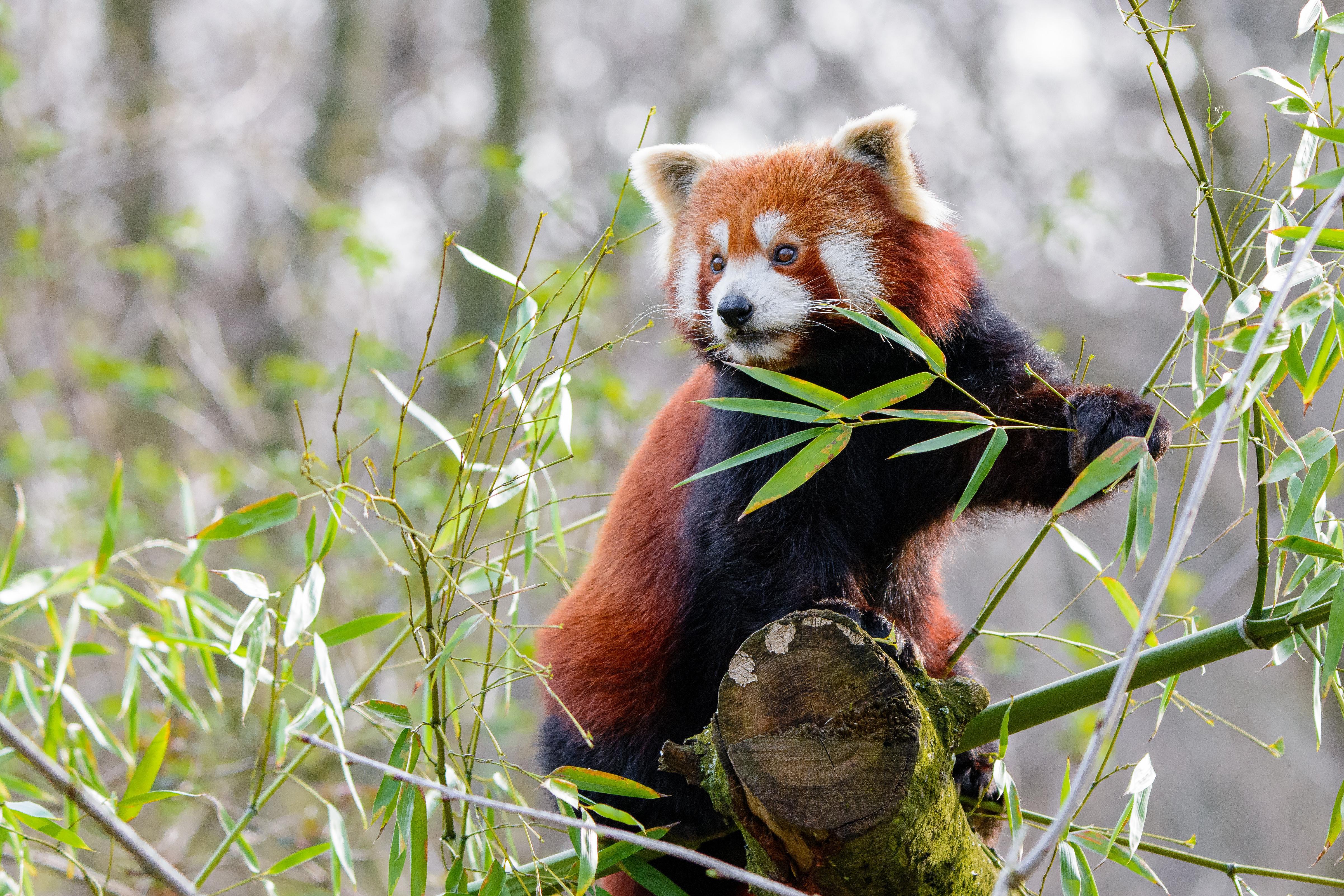 Handy-Wallpaper Tiere, Kleiner Panda kostenlos herunterladen.