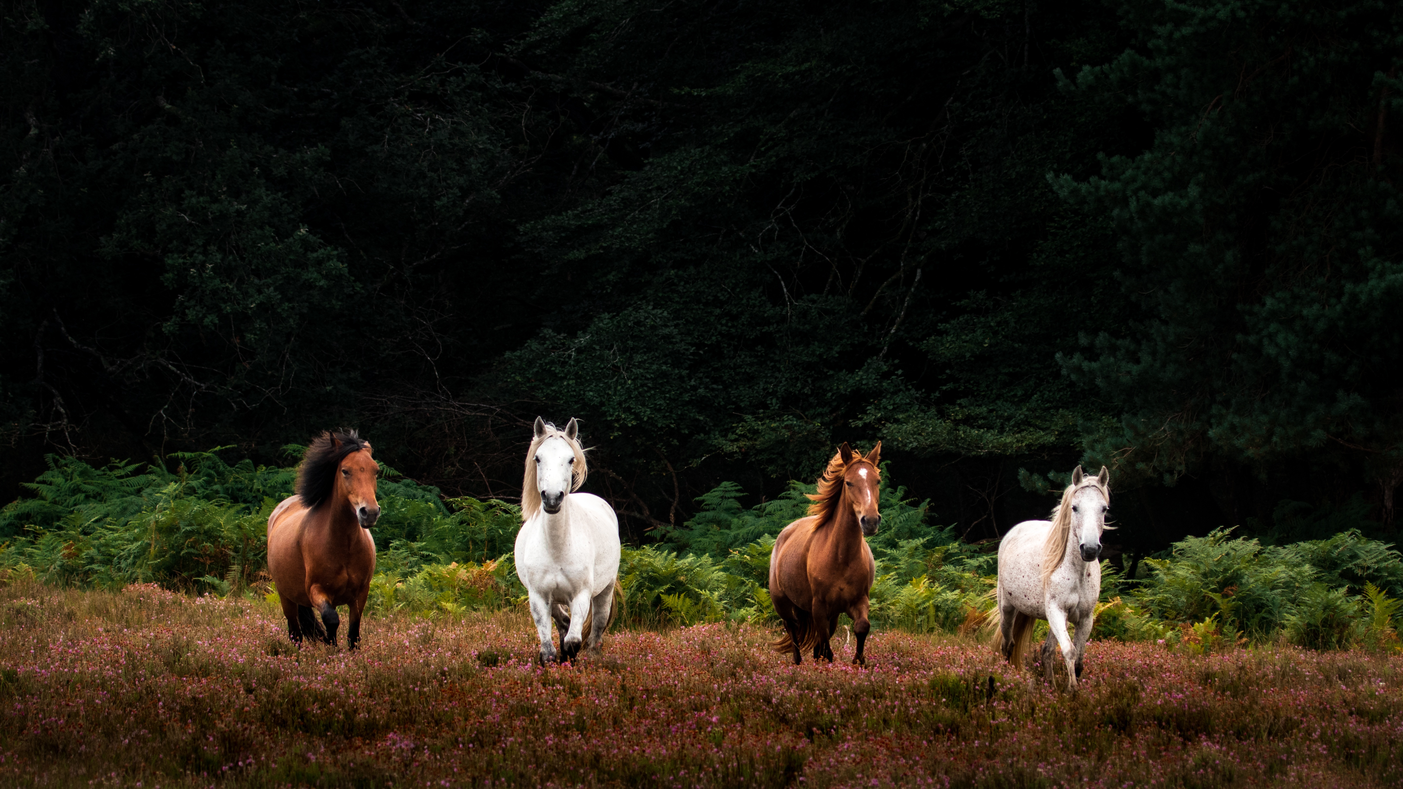 Téléchargez des papiers peints mobile Animaux, Cheval gratuitement.