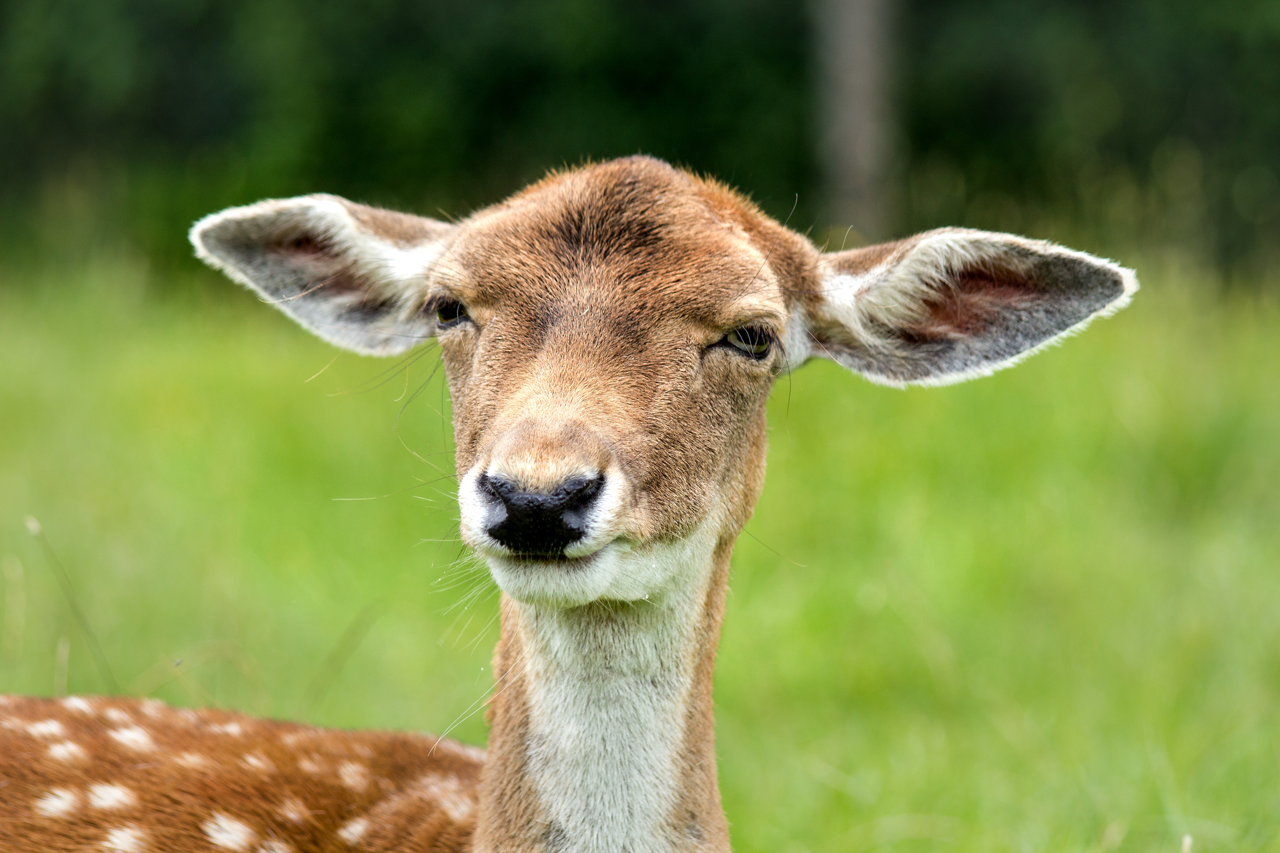 Free download wallpaper Animals, Muzzle, Sight, Opinion, Ears, Deer on your PC desktop