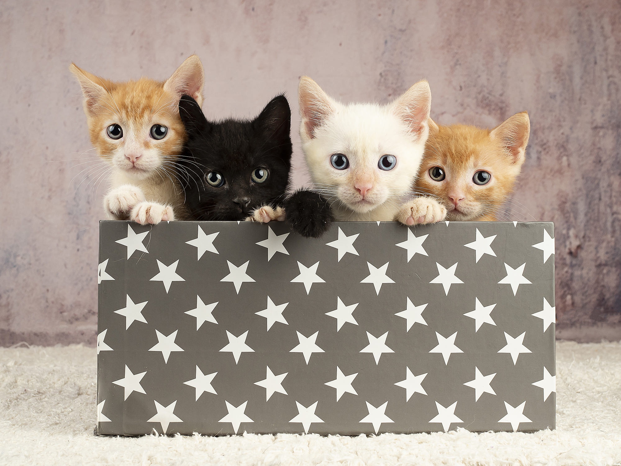 Free download wallpaper Cats, Cat, Kitten, Animal, Baby Animal on your PC desktop