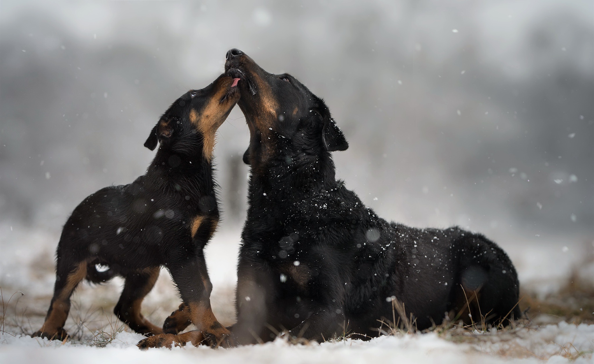 Download mobile wallpaper Winter, Dogs, Dog, Animal, Puppy, Snowfall, Baby Animal for free.