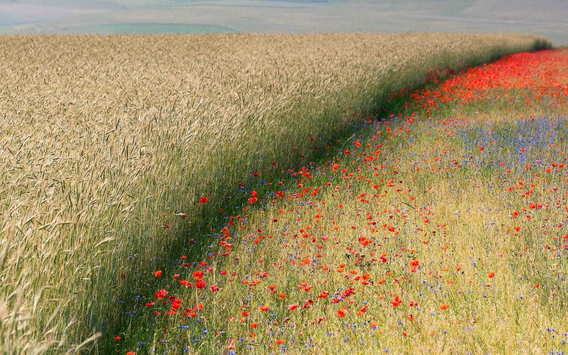 Handy-Wallpaper Mohn, Blumen, Blume, Erde/natur kostenlos herunterladen.