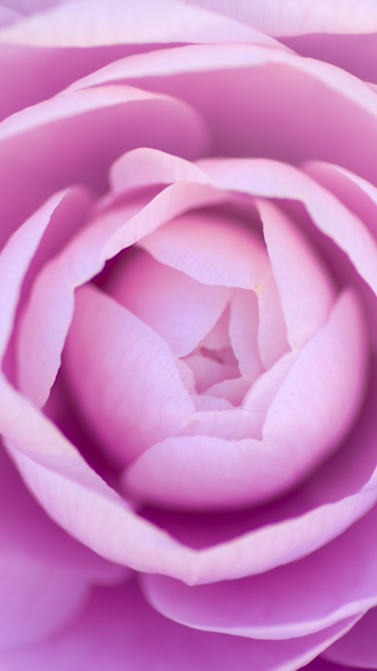 Download mobile wallpaper Nature, Flowers, Pink, Flower, Macro, Earth, Purple, Camellia for free.