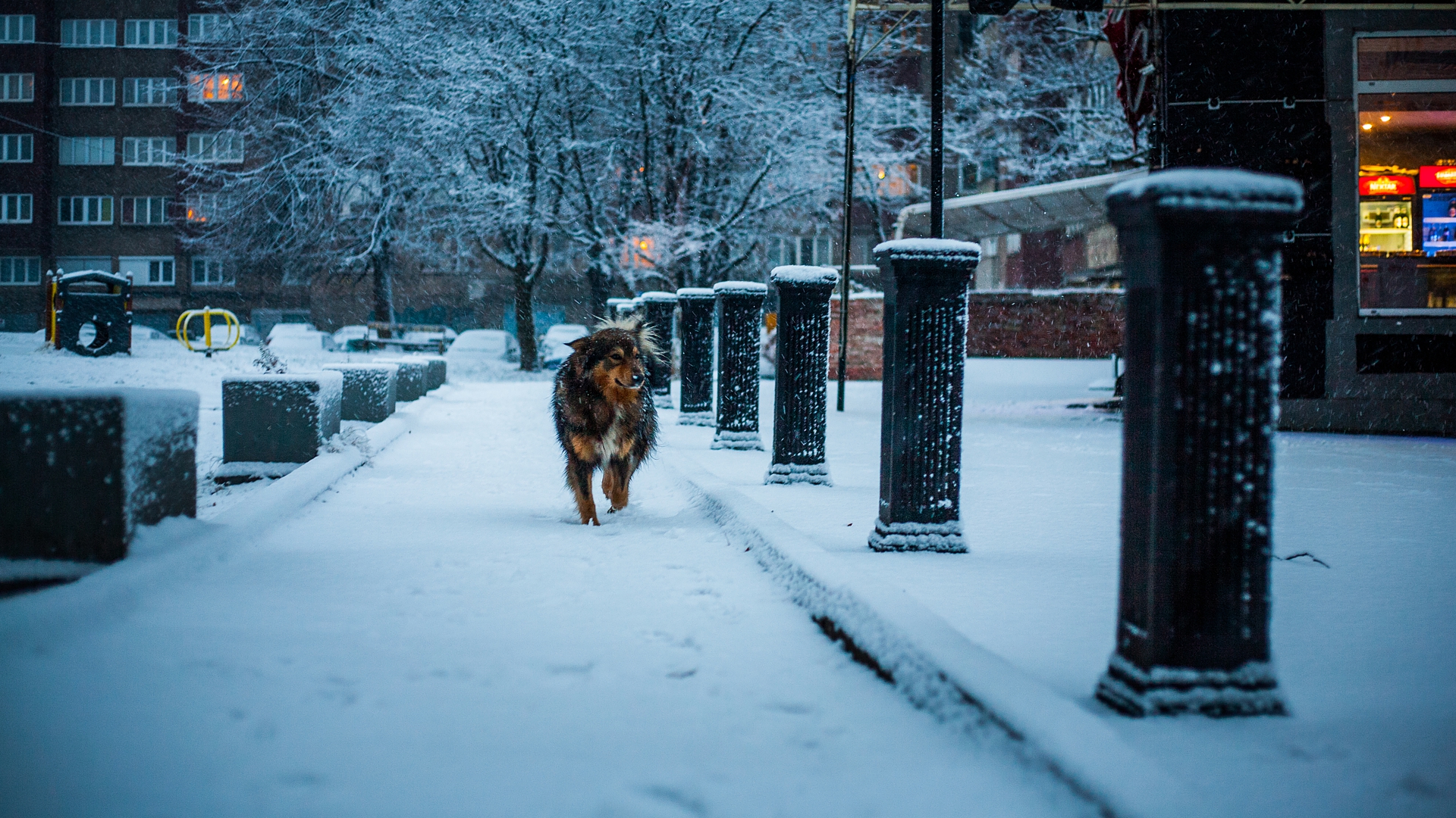 Free download wallpaper Winter, Dogs, Snow, Dog, Animal, Cold on your PC desktop